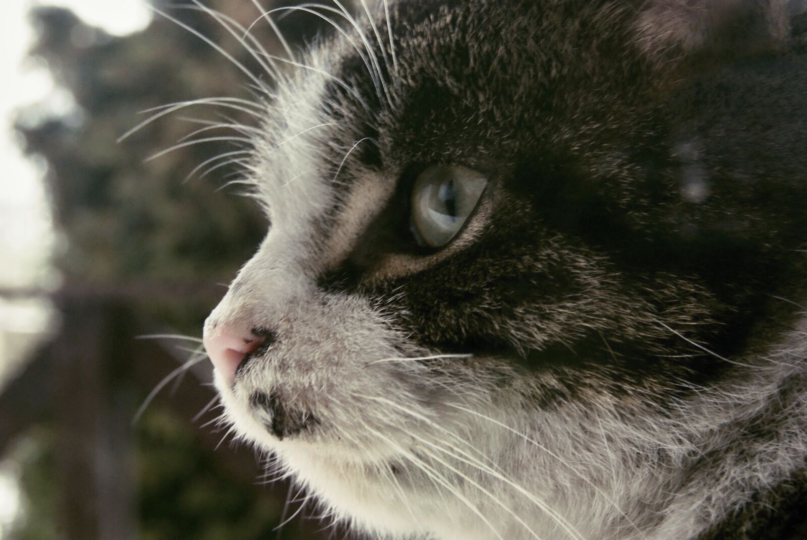 Sony Alpha DSLR-A230 sample photo. Animal, cat, eye photography