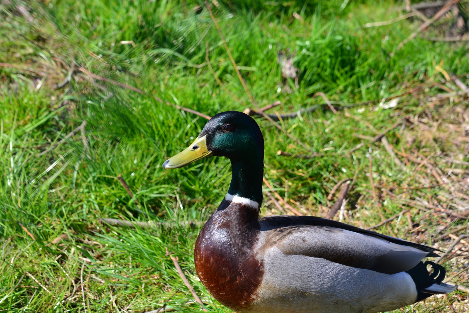 Nikon D5200 sample photo. Drake, duck, animal photography