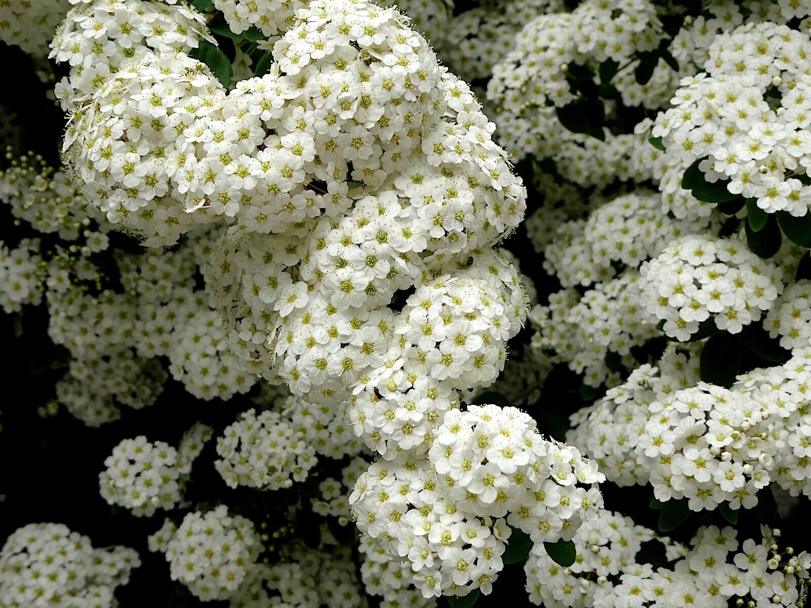Sony Cyber-shot DSC-HX90V sample photo. Flowering shrubs, flowers, white photography