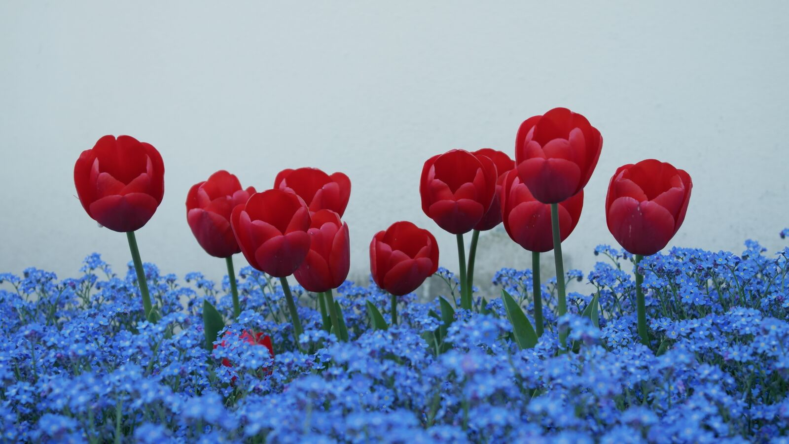 Samsung NX1000 sample photo. Tulips, forget me not photography