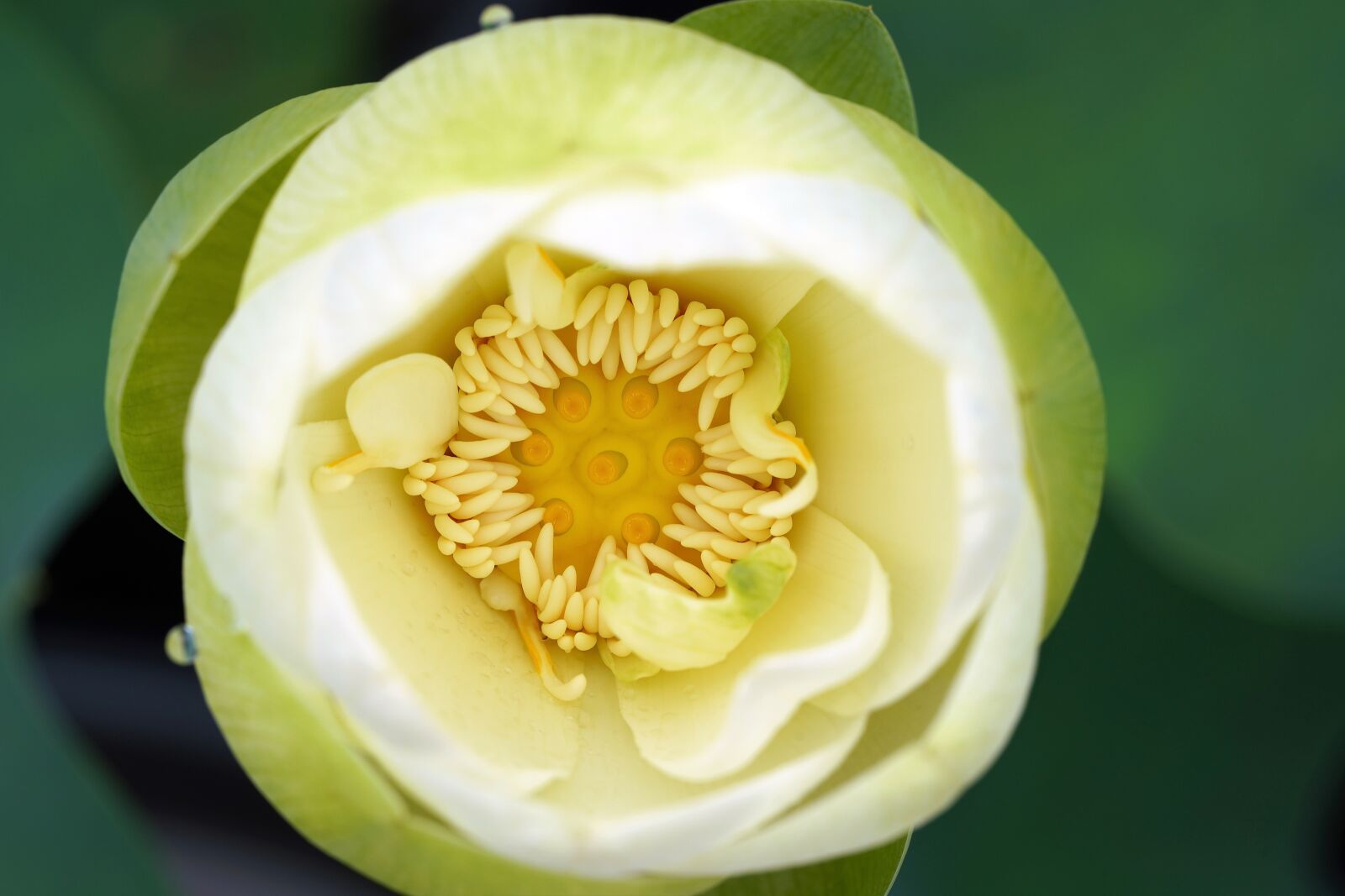 Sony a7R III + Sony FE 90mm F2.8 Macro G OSS sample photo. Flower, nature, beautiful photography