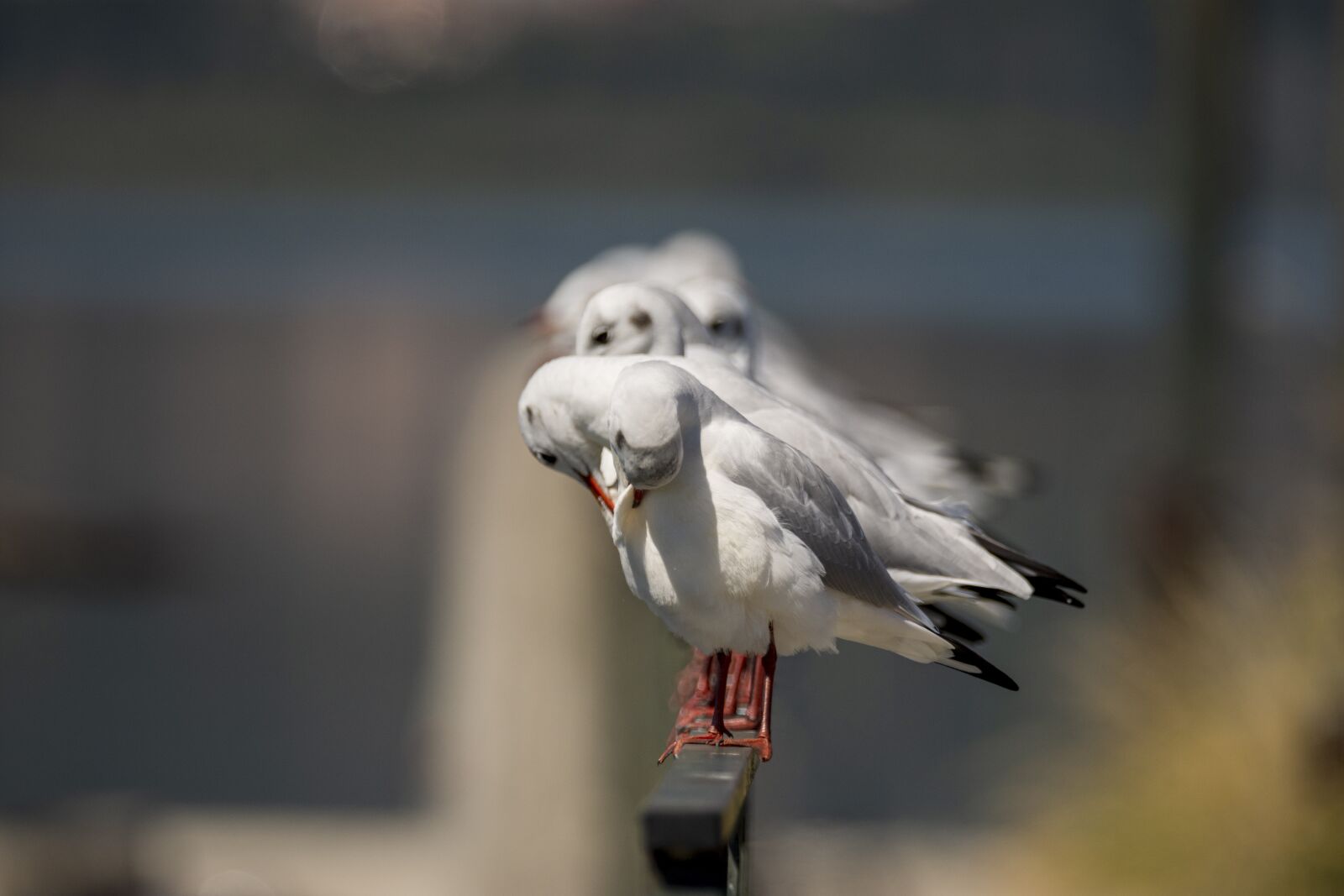 Nikon D7200 sample photo. Seagulls, gulls, birds photography