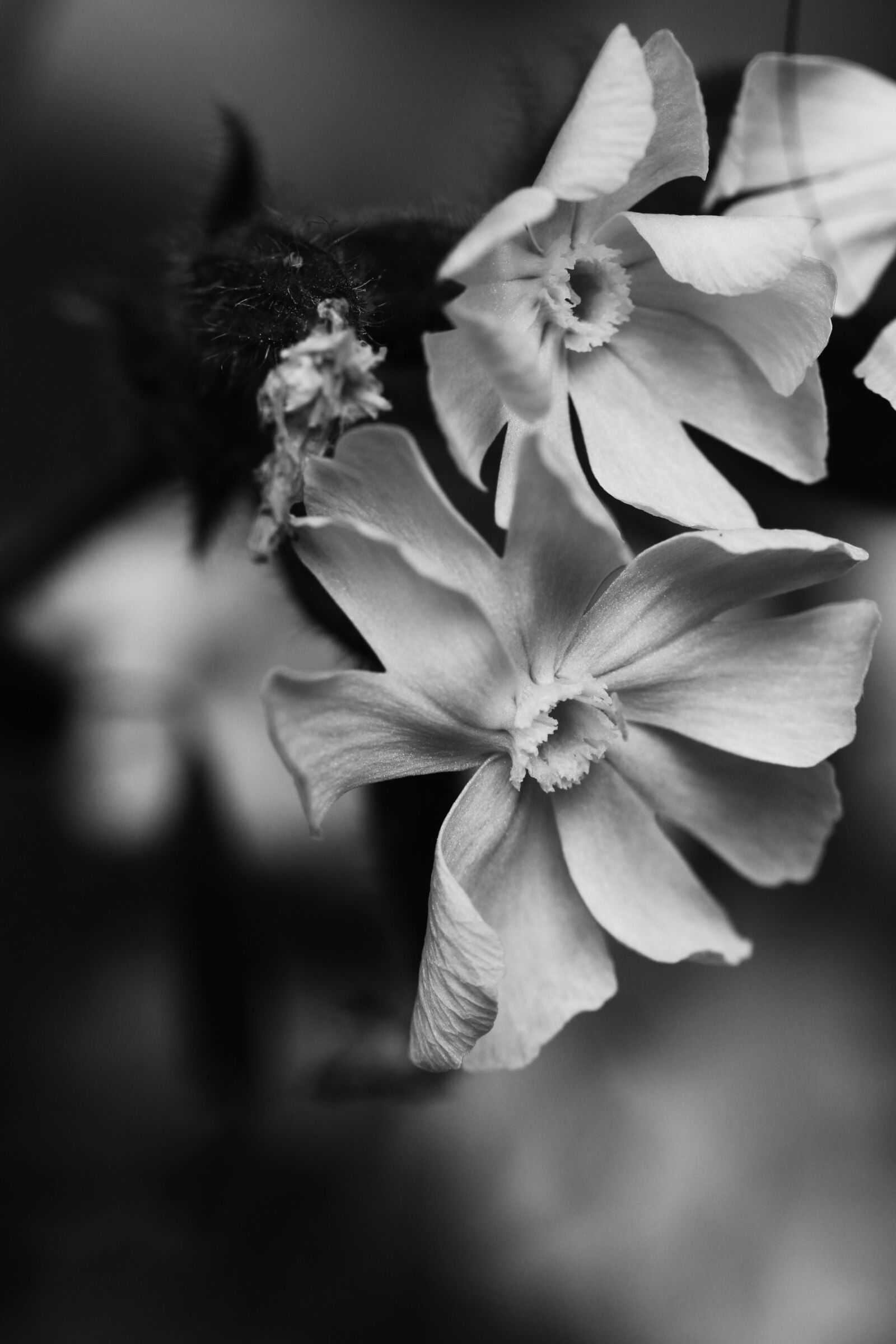 Canon EOS 7D Mark II sample photo. Flowers, summer flowers, summer photography