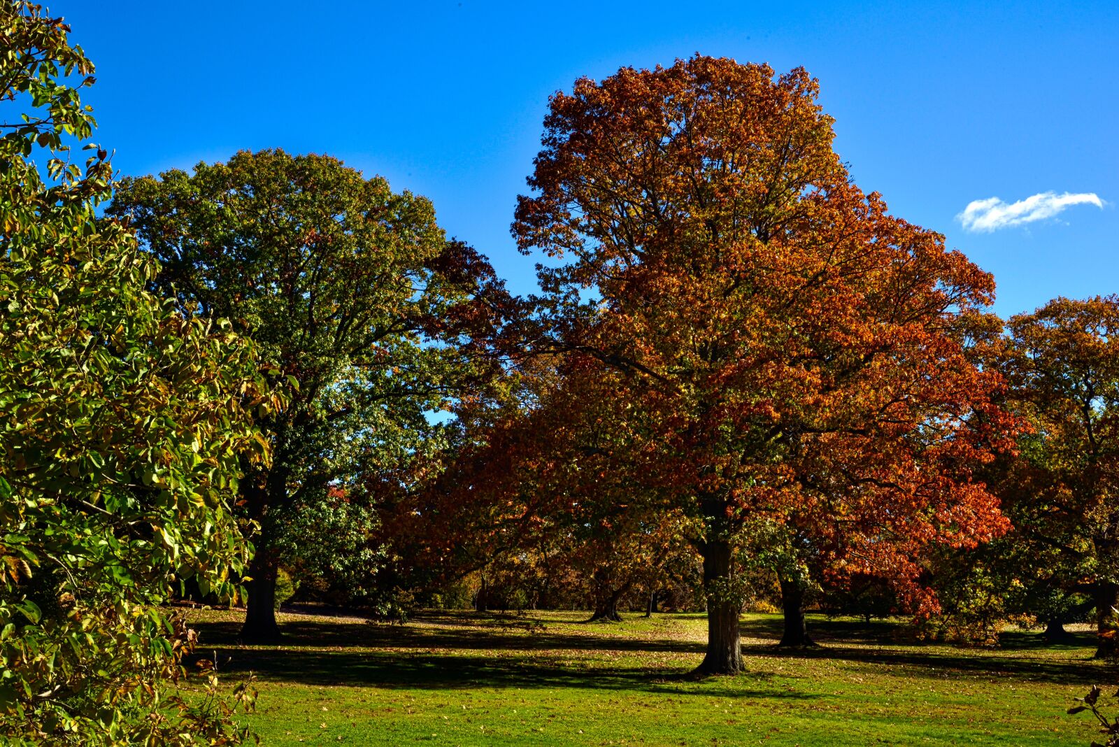 Nikon D750 sample photo. Tree, leaf, nature photography