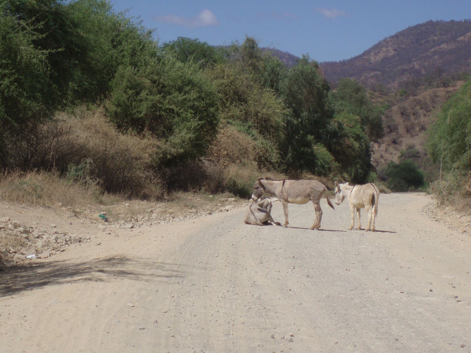 Olympus u700,S700 sample photo. Donkeys, on, dusty, road photography