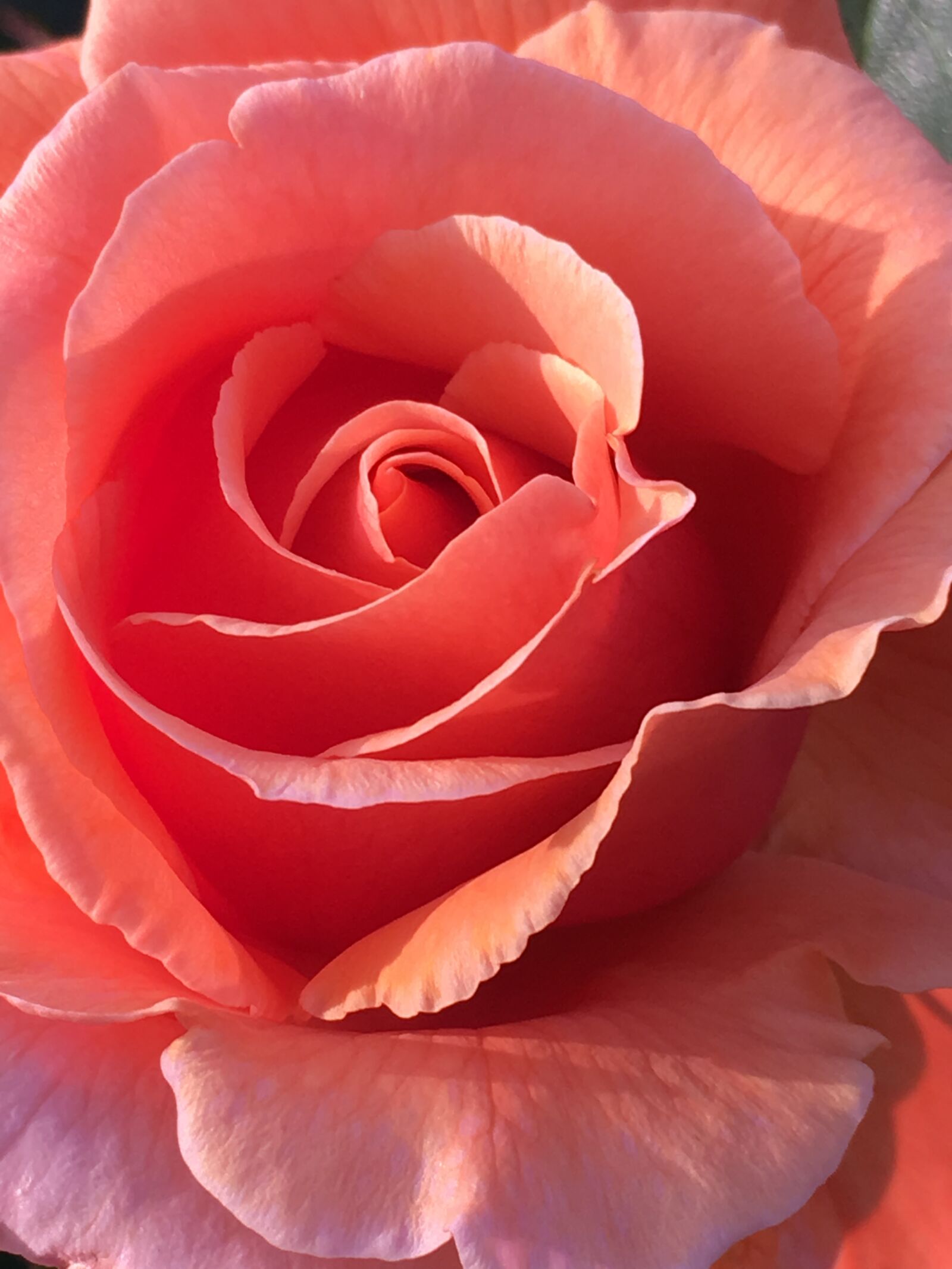 Apple iPhone SE sample photo. Rose, flower, pink photography