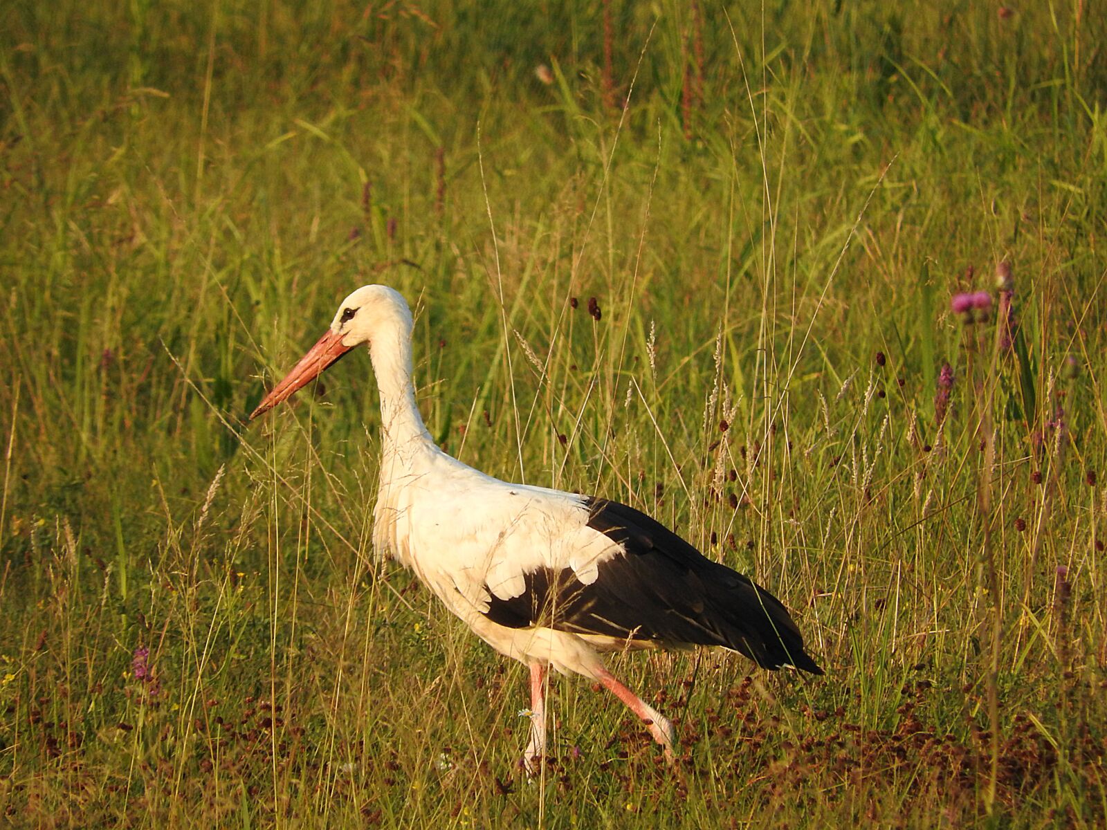 Nikon Coolpix P610 sample photo. Stork, bird, white stork photography