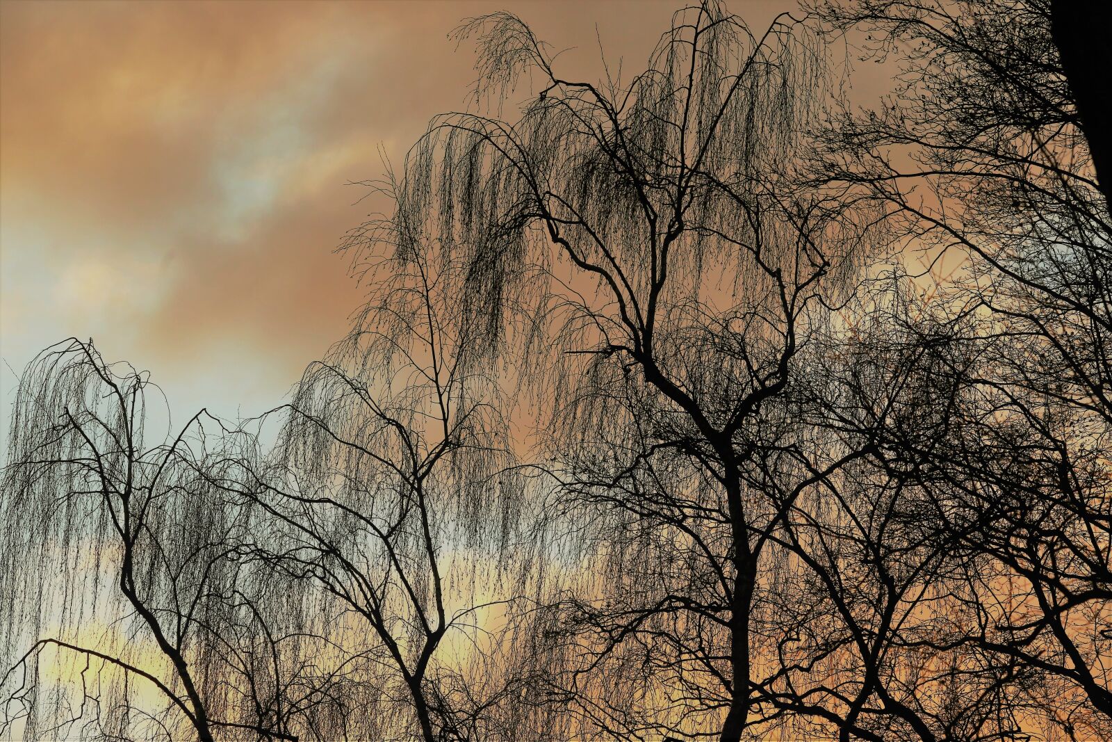 Canon EOS 6D sample photo. Air, trees, landscape photography
