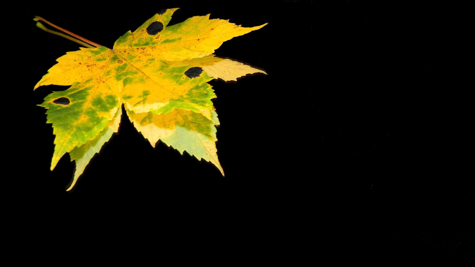 Nikon Coolpix L120 sample photo. Sheet, autumn, autumn leaves photography