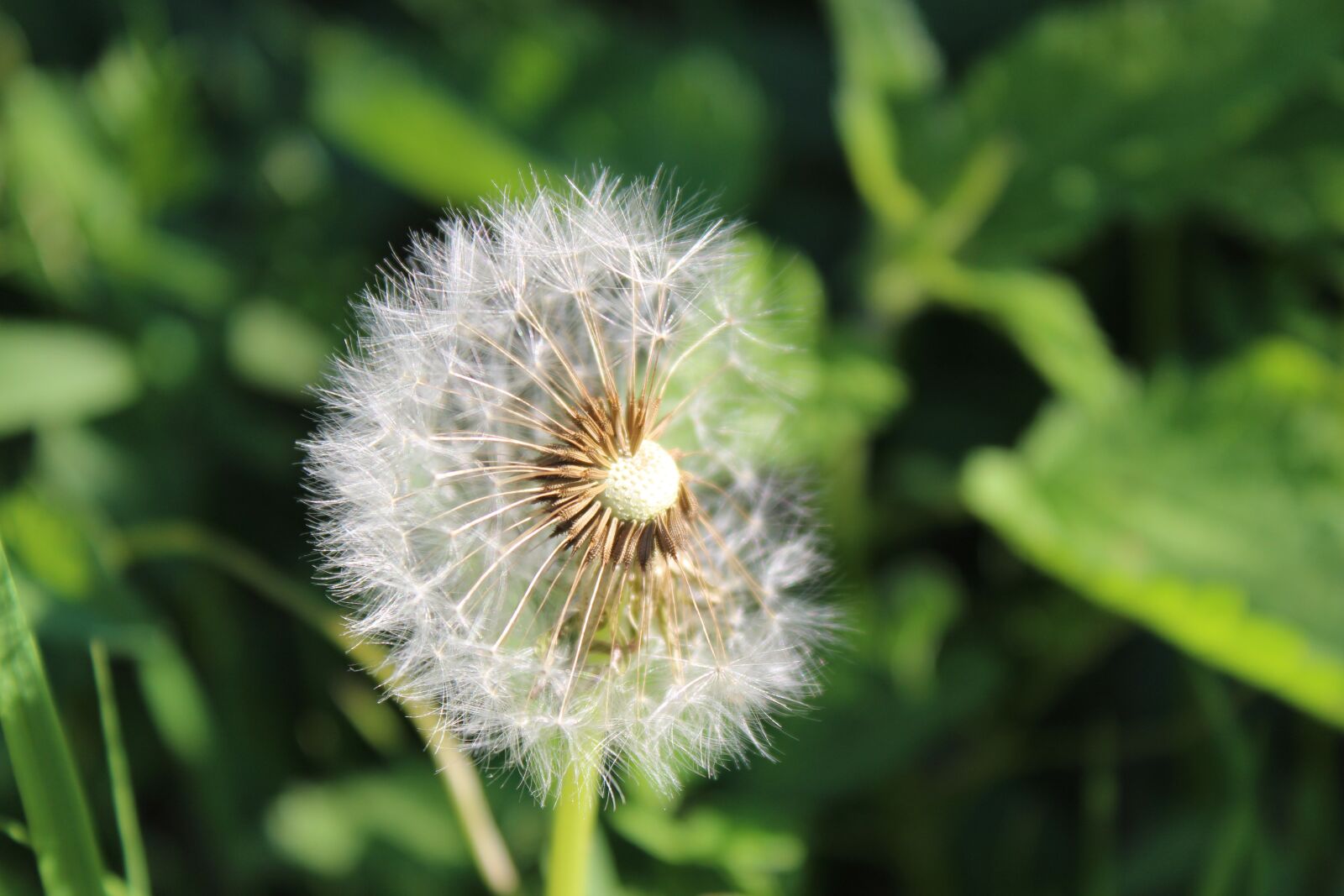Canon EOS 1300D (EOS Rebel T6 / EOS Kiss X80) sample photo. Flower, green, nature photography