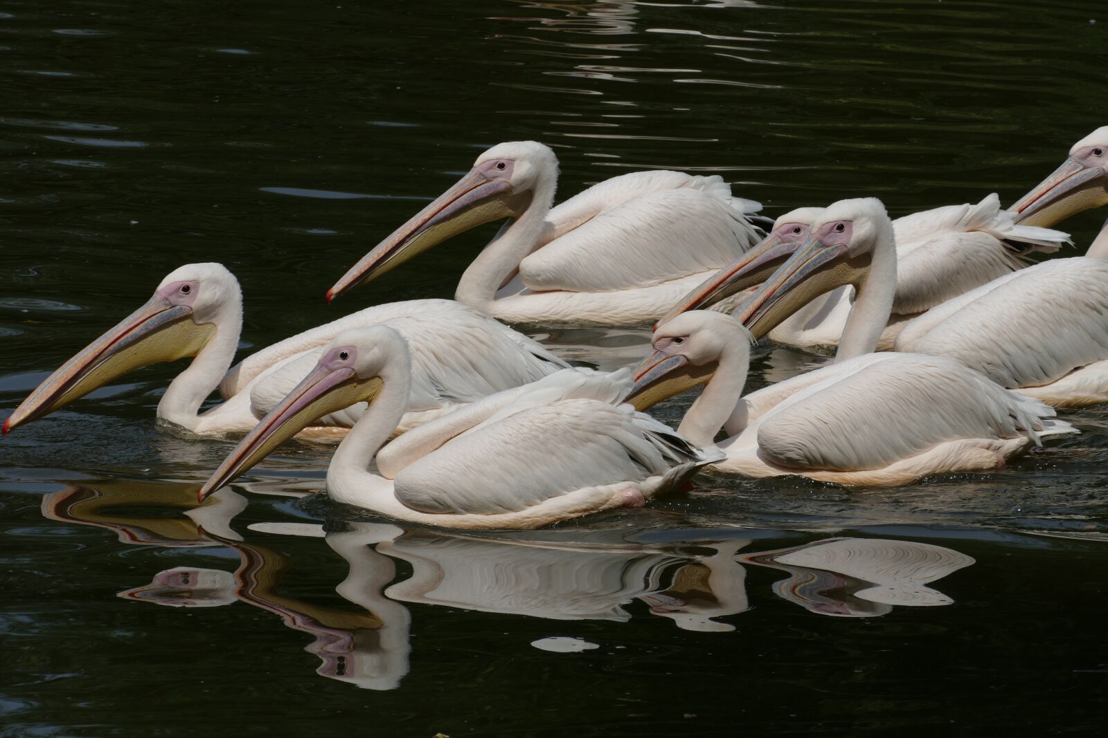 Panasonic Lumix DMC-FZ1000 sample photo. Pelican, pelecanus onocrotalus, africa photography