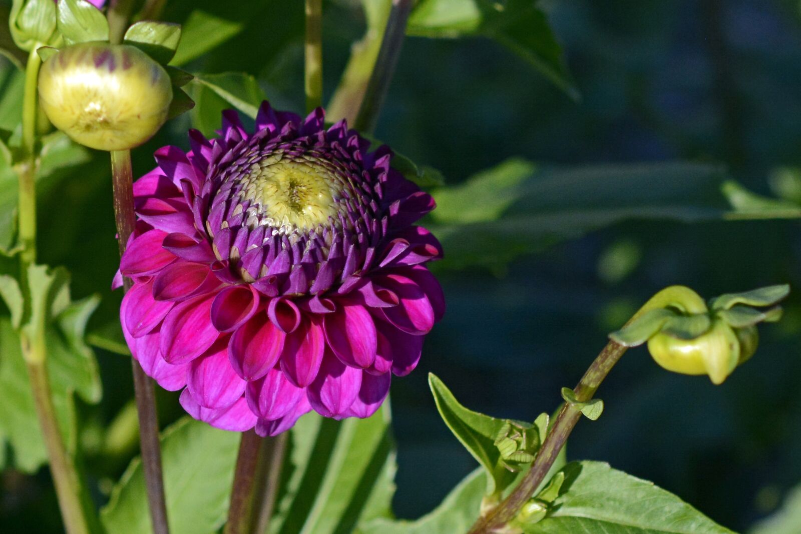 Nikon D7100 sample photo. Dahlia, flower, blossom photography