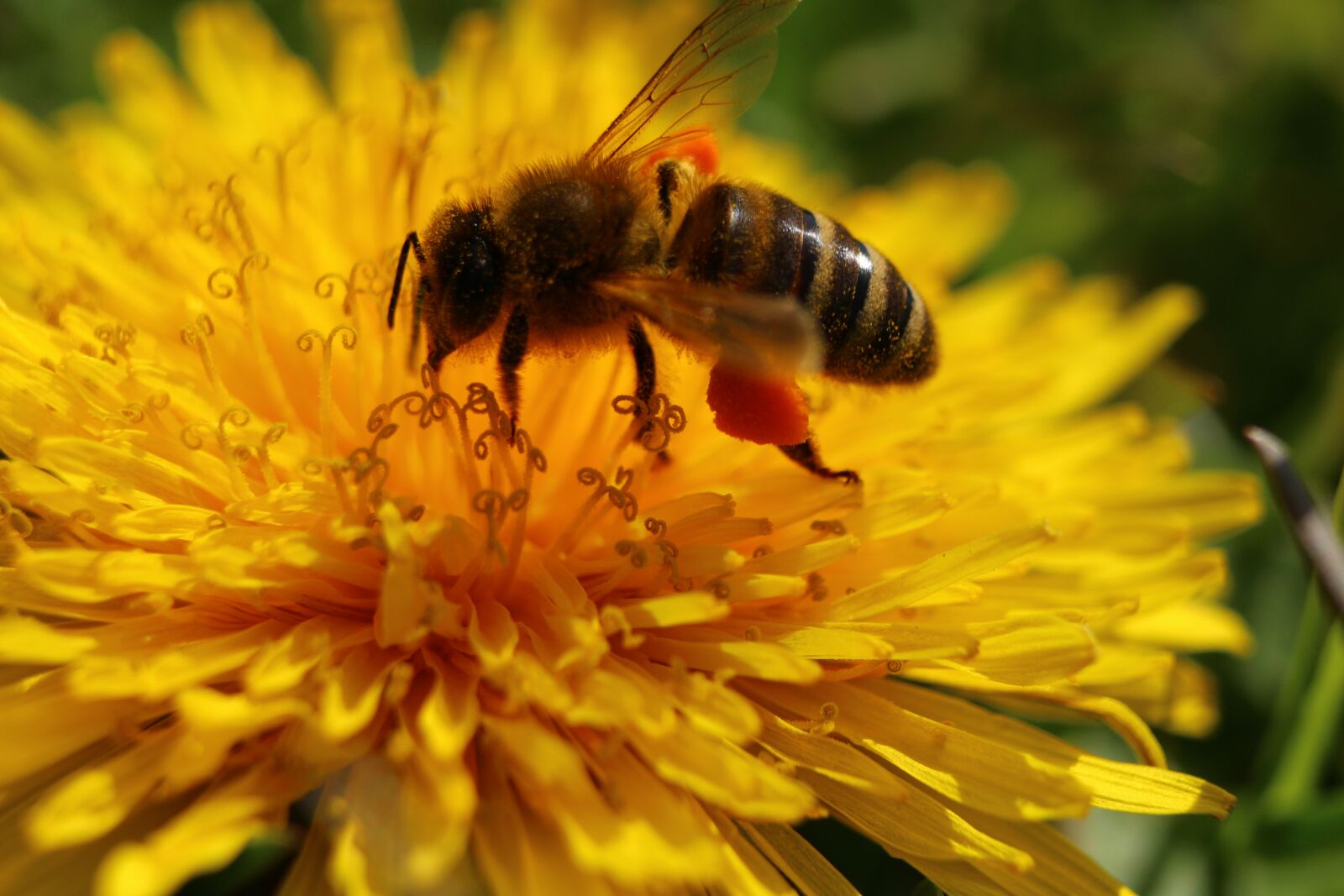 Canon EOS 100D (EOS Rebel SL1 / EOS Kiss X7) sample photo. Bee, blossom, bloom photography