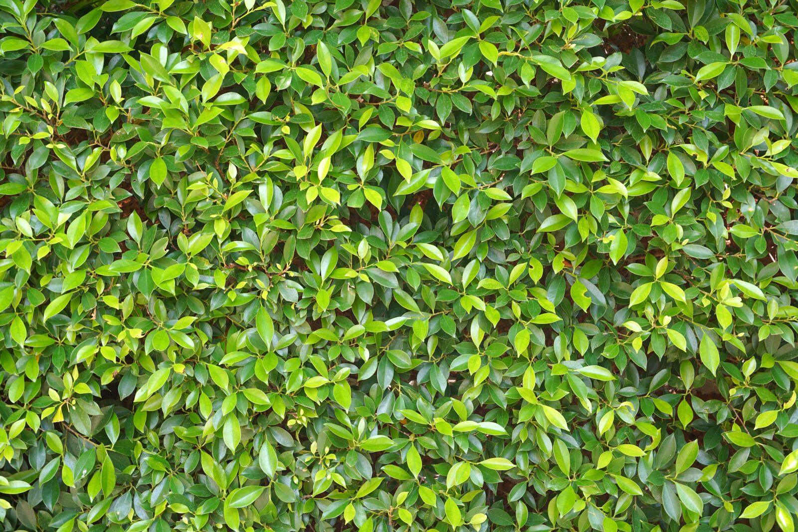 Sony a5100 sample photo. Ton sai, ton sai photography