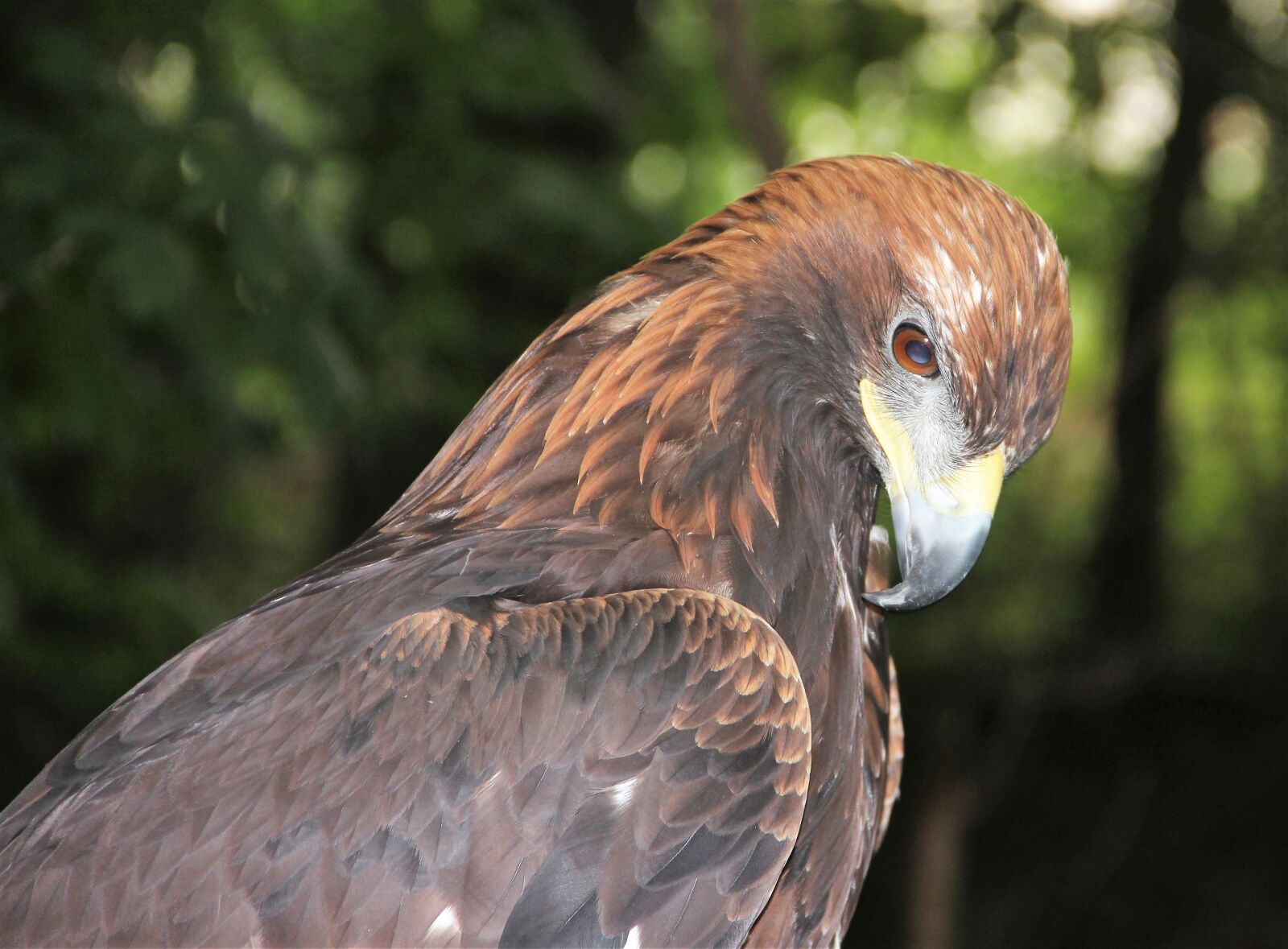 Canon EF-S 18-135mm F3.5-5.6 IS sample photo. Adler, raptor, bird of photography