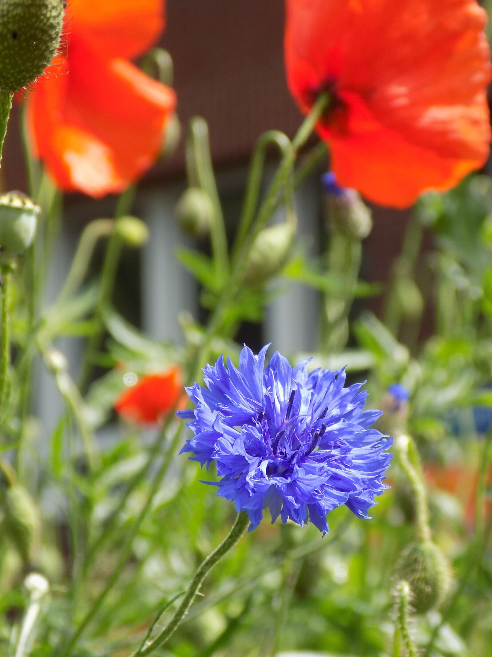 Nikon COOLPIX L340 sample photo. Flowers, meadow, blue photography