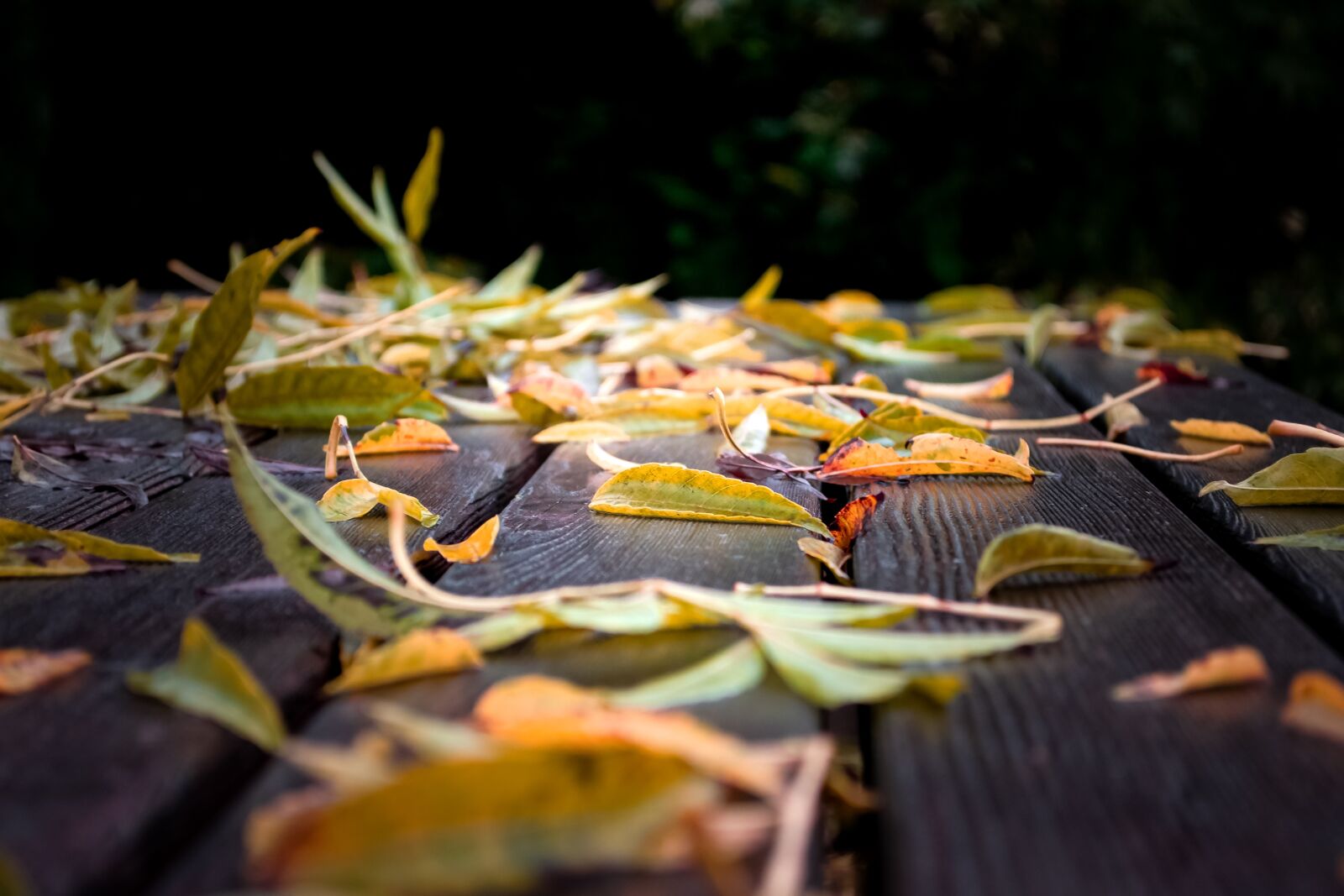 Nikon D3100 sample photo. Autumn, leaves, branch photography