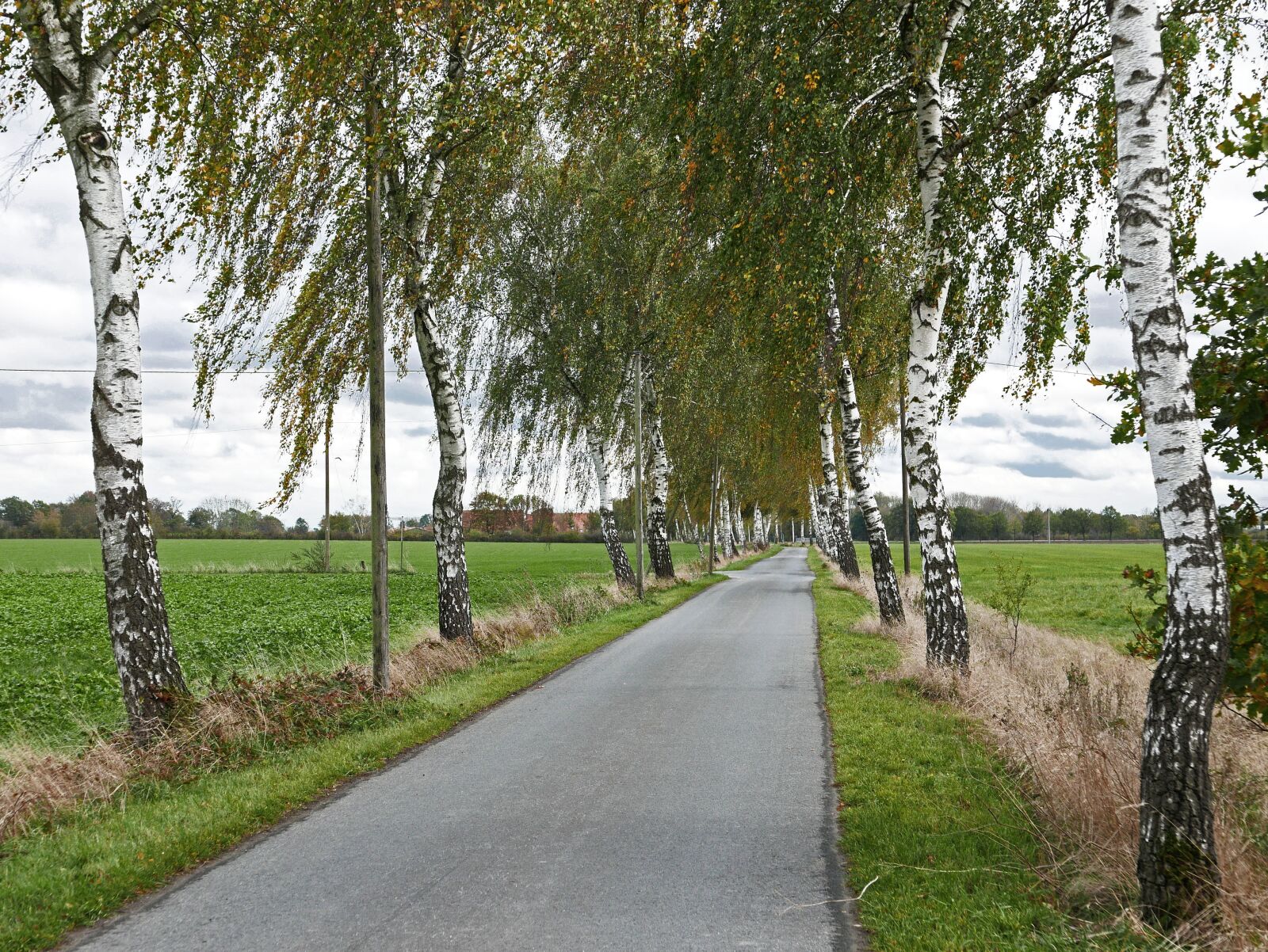 Panasonic Lumix DMC-LX100 sample photo. Birch avenue, fr hherbst photography