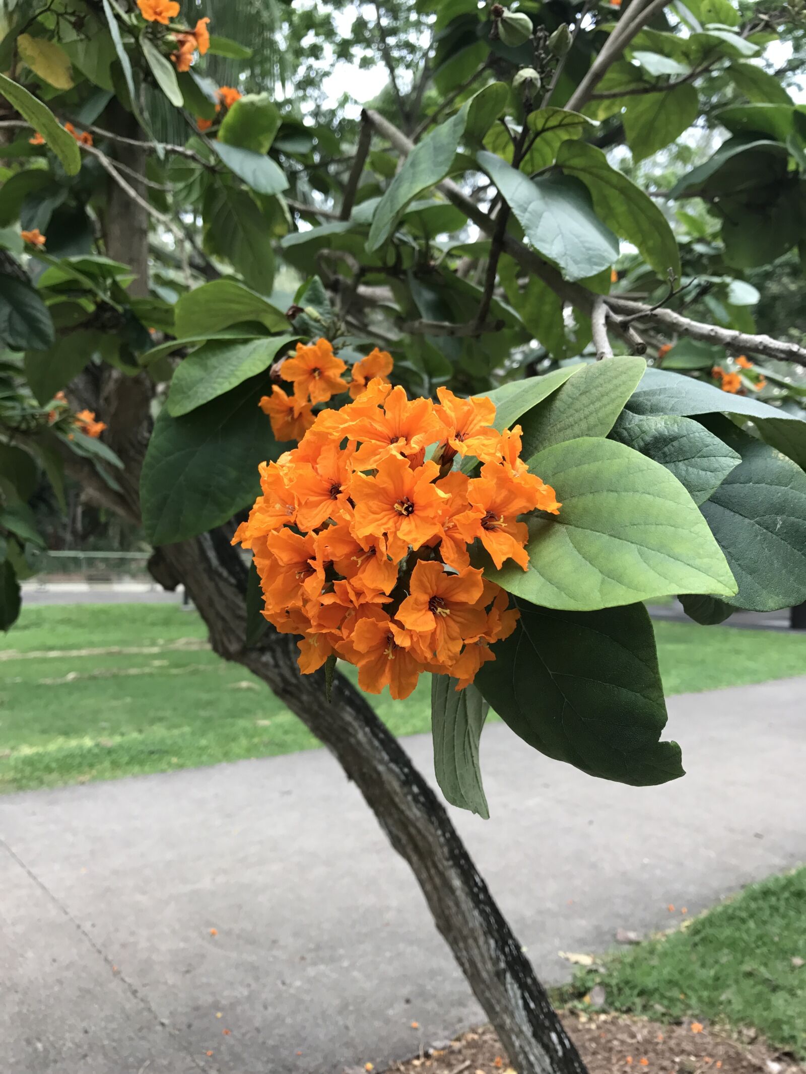 iPhone 7 back camera 3.99mm f/1.8 sample photo. Bunch, of, flowers photography