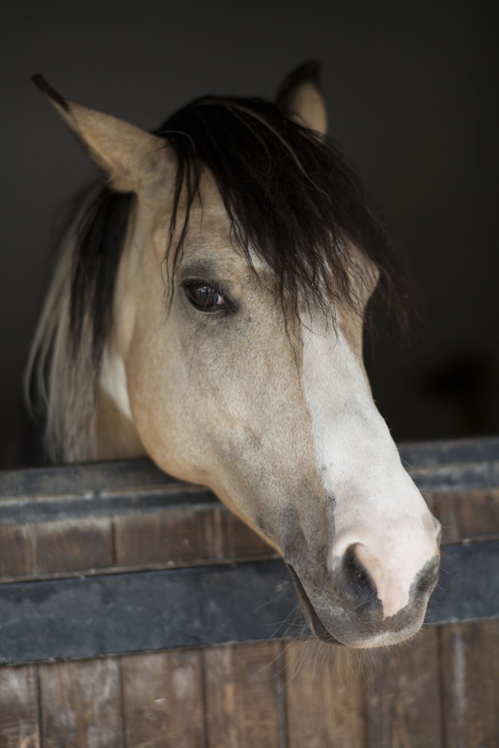 ZEISS Planar T* 85mm F1.4 sample photo. Horse, animal, portrait photography