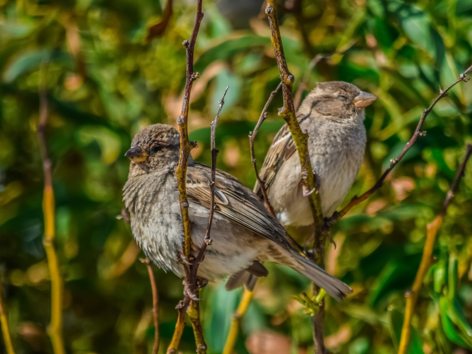 Nikon D3300 sample photo. Wildlife, nature, bird photography