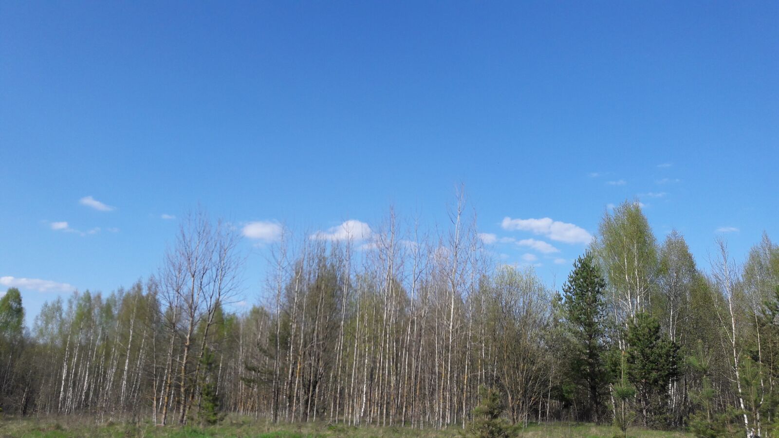 Samsung Galaxy J7 sample photo. Nature, spring, forest photography