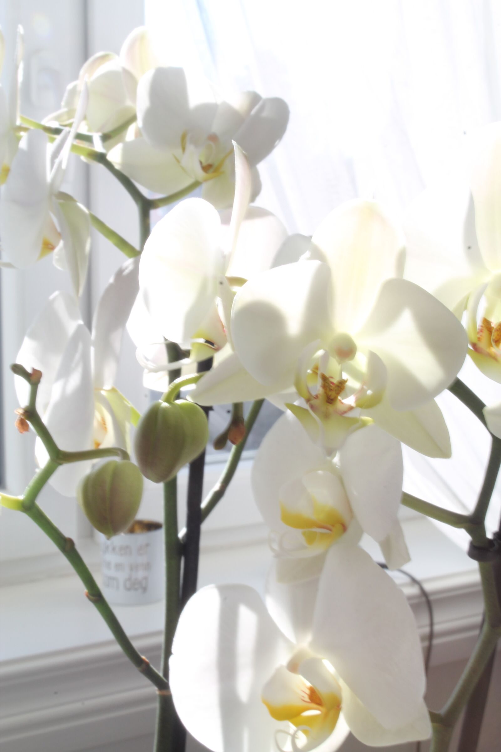 Canon EOS 1100D (EOS Rebel T3 / EOS Kiss X50) sample photo. Orchid, flower, beautiful photography
