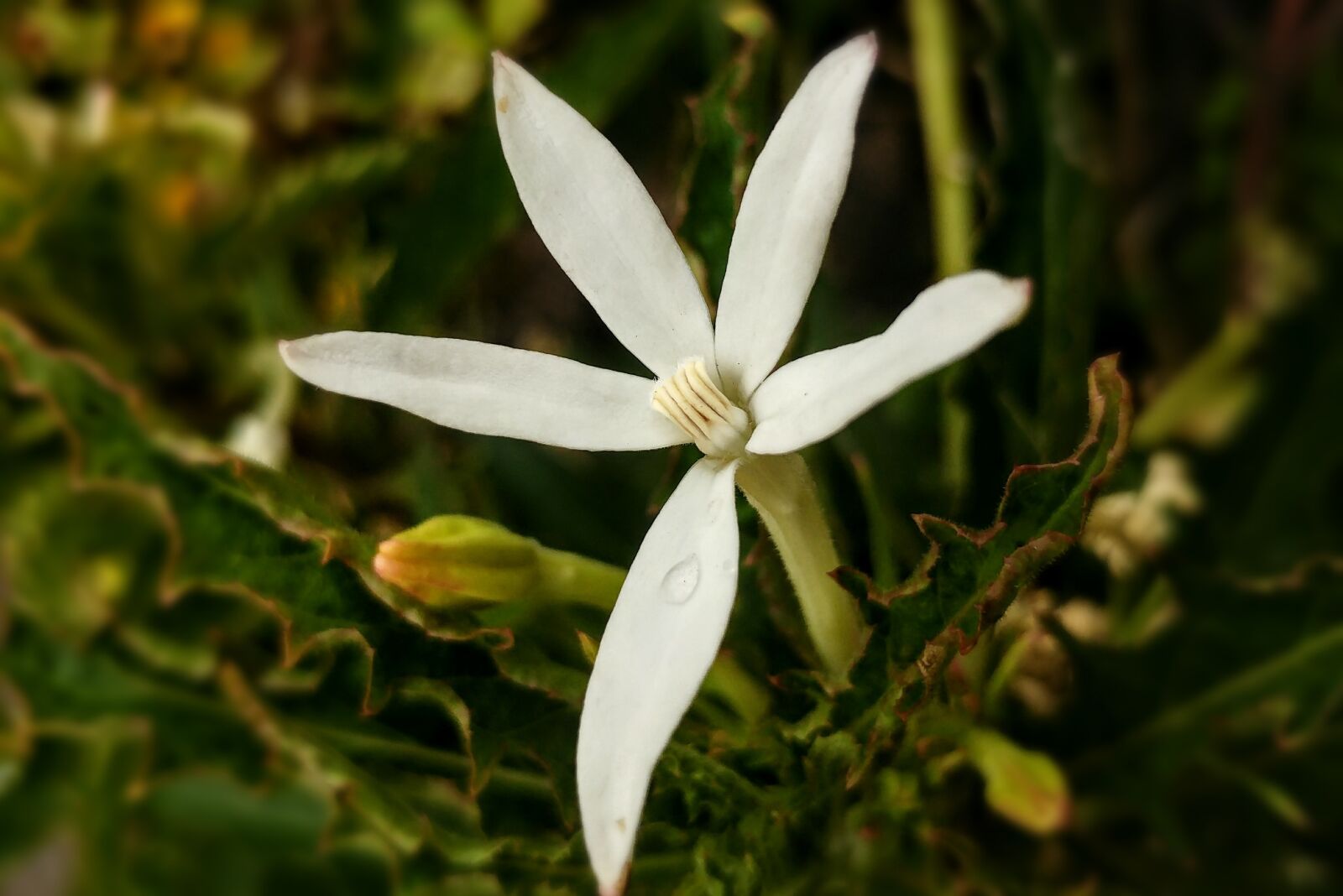 LG G5 sample photo. White flower, pistil, medicine photography