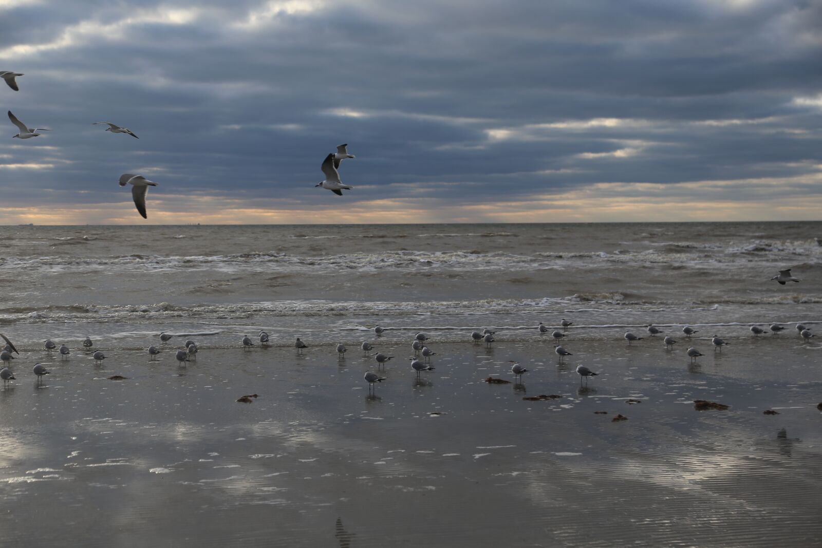 Canon EF 24-105mm F4L IS USM sample photo. Seagull, beach, sea photography