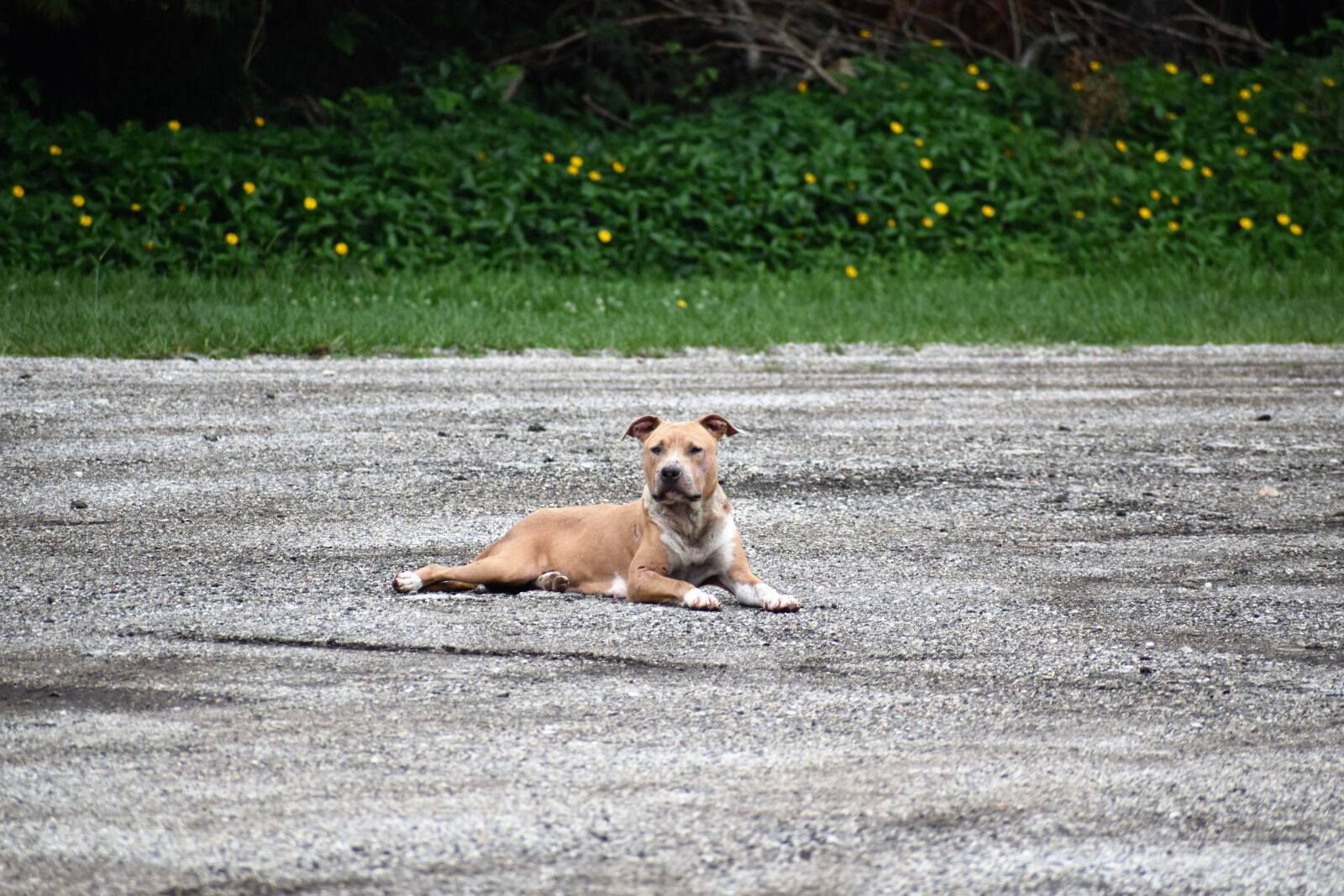 Nikon D3500 sample photo. Doggy, pitbull, dog photography