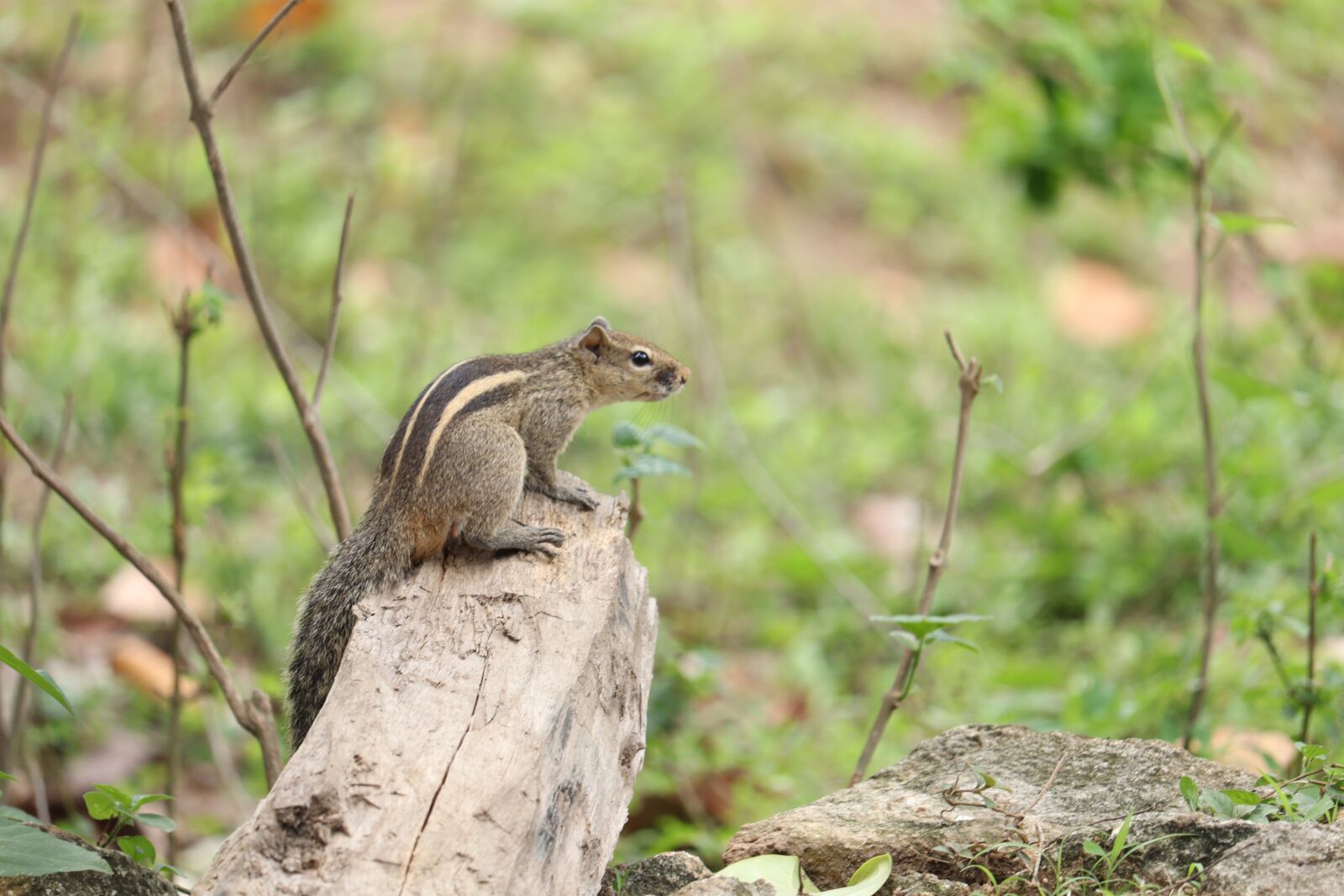 Canon EOS 250D (EOS Rebel SL3 / EOS Kiss X10 / EOS 200D II) sample photo. Squirrel, nature, outdoor photography
