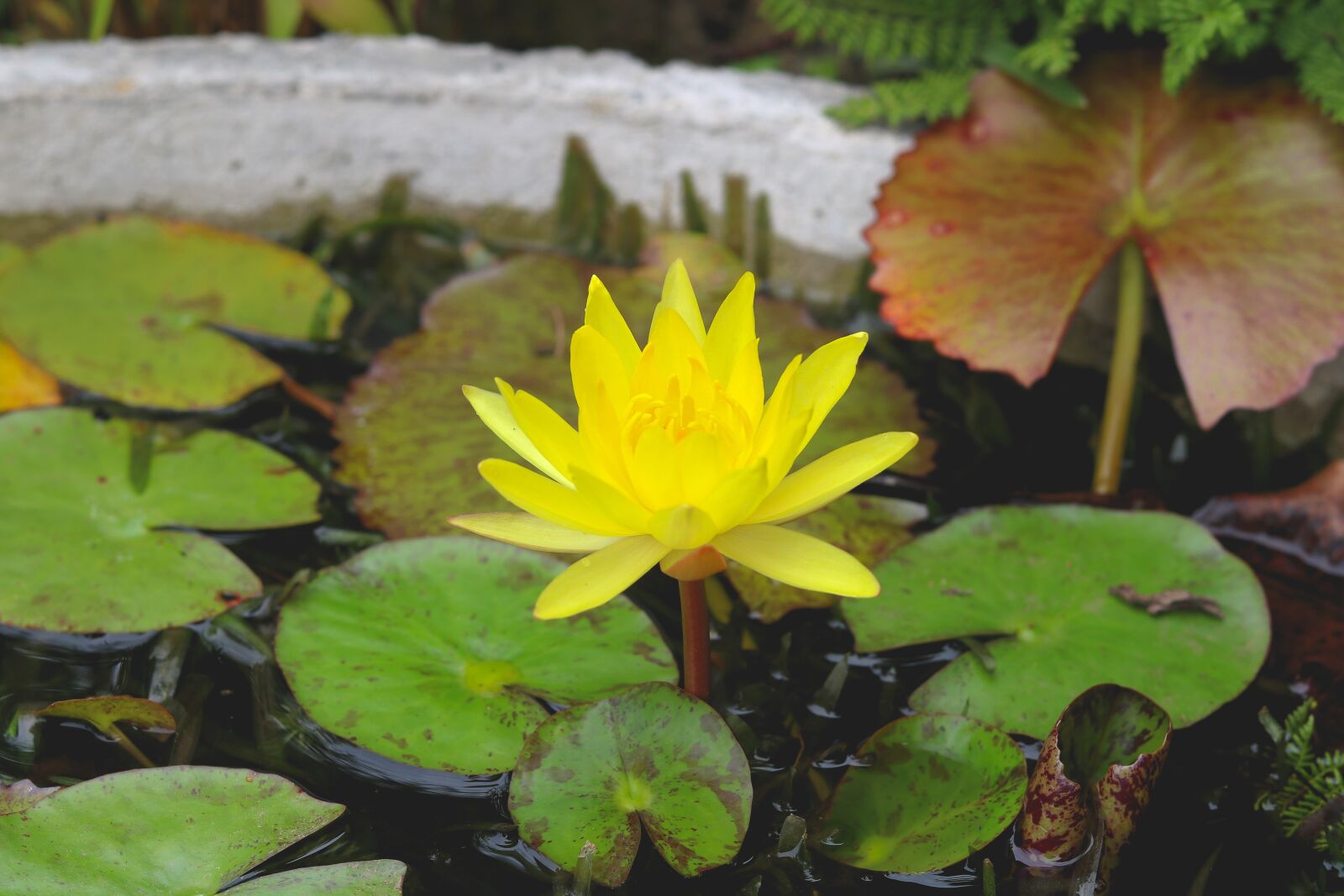 Canon EOS 750D (EOS Rebel T6i / EOS Kiss X8i) + Canon EF 50mm F1.8 STM sample photo. Lilly, yellow, sri lanka photography