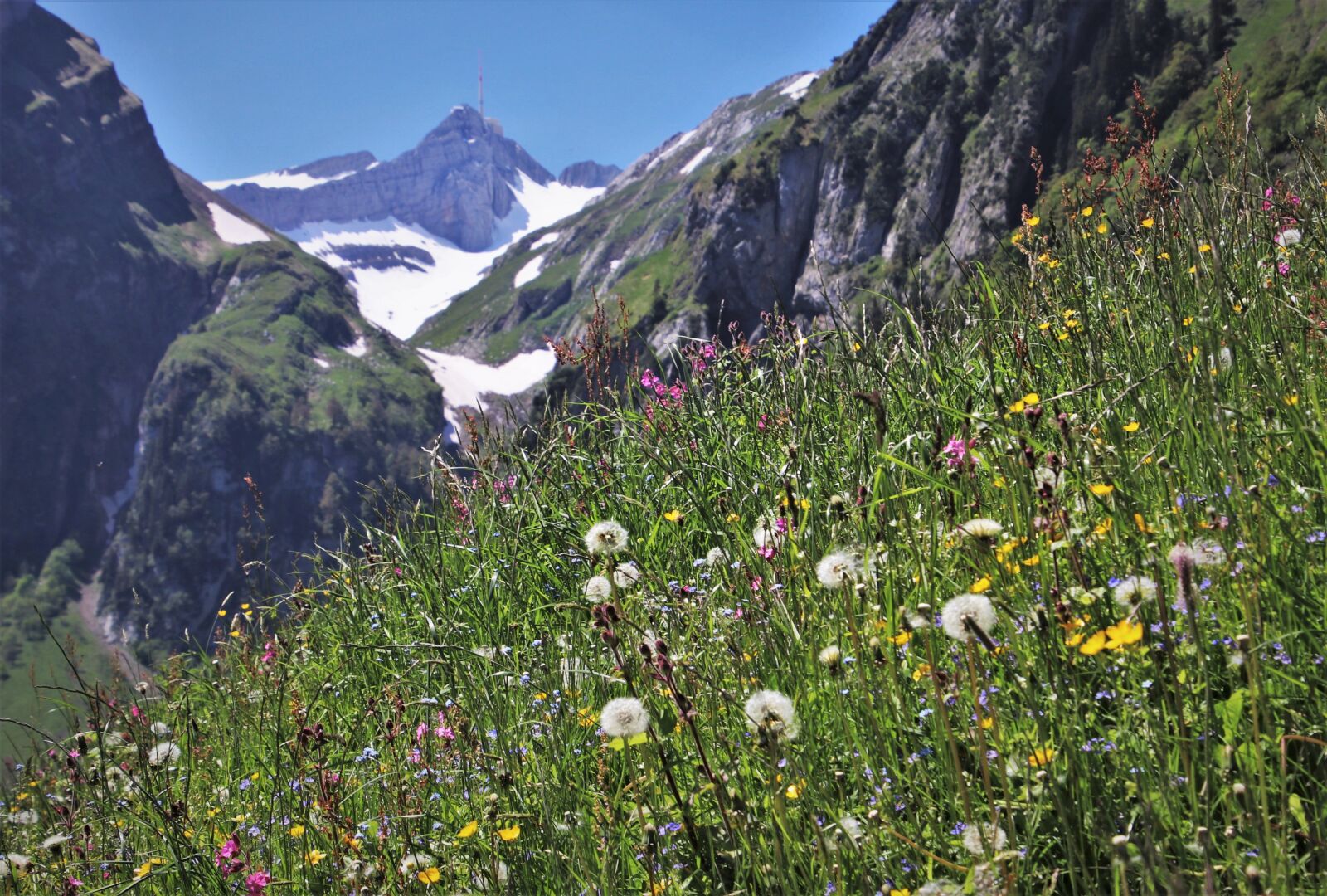 Canon EOS 80D sample photo. Wild flowers, meadows, mountains photography