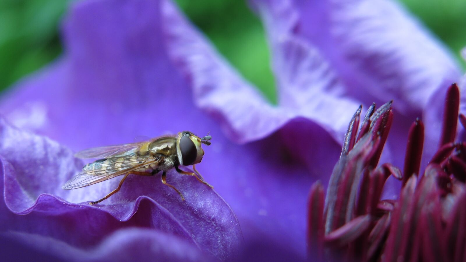 Canon PowerShot G15 sample photo. Hover fly, contour, blossom photography