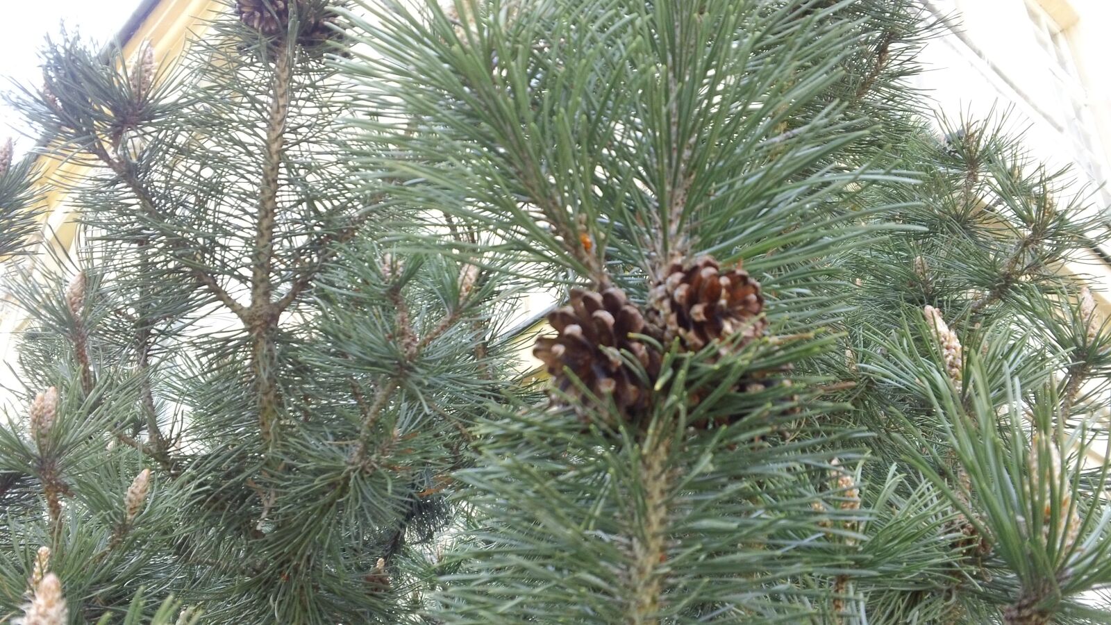 Sony MHS-TS20 sample photo. Pine, pine cone, fir photography