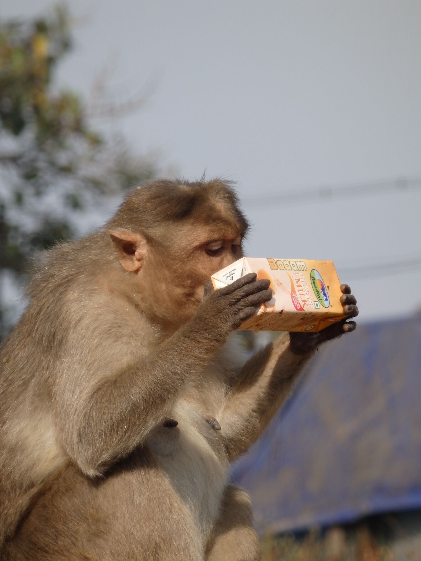 Olympus SZ-17 sample photo. Monkey, food, eat photography