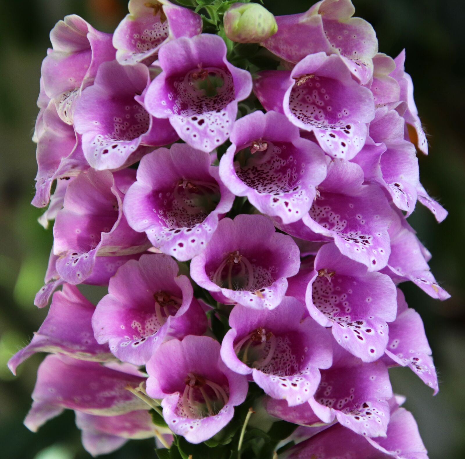Canon EOS 800D (EOS Rebel T7i / EOS Kiss X9i) sample photo. Flower, spring, foxglove photography