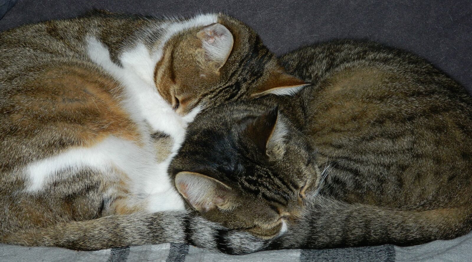 Nikon COOLPIX L310 sample photo. Cats, animals, close up photography