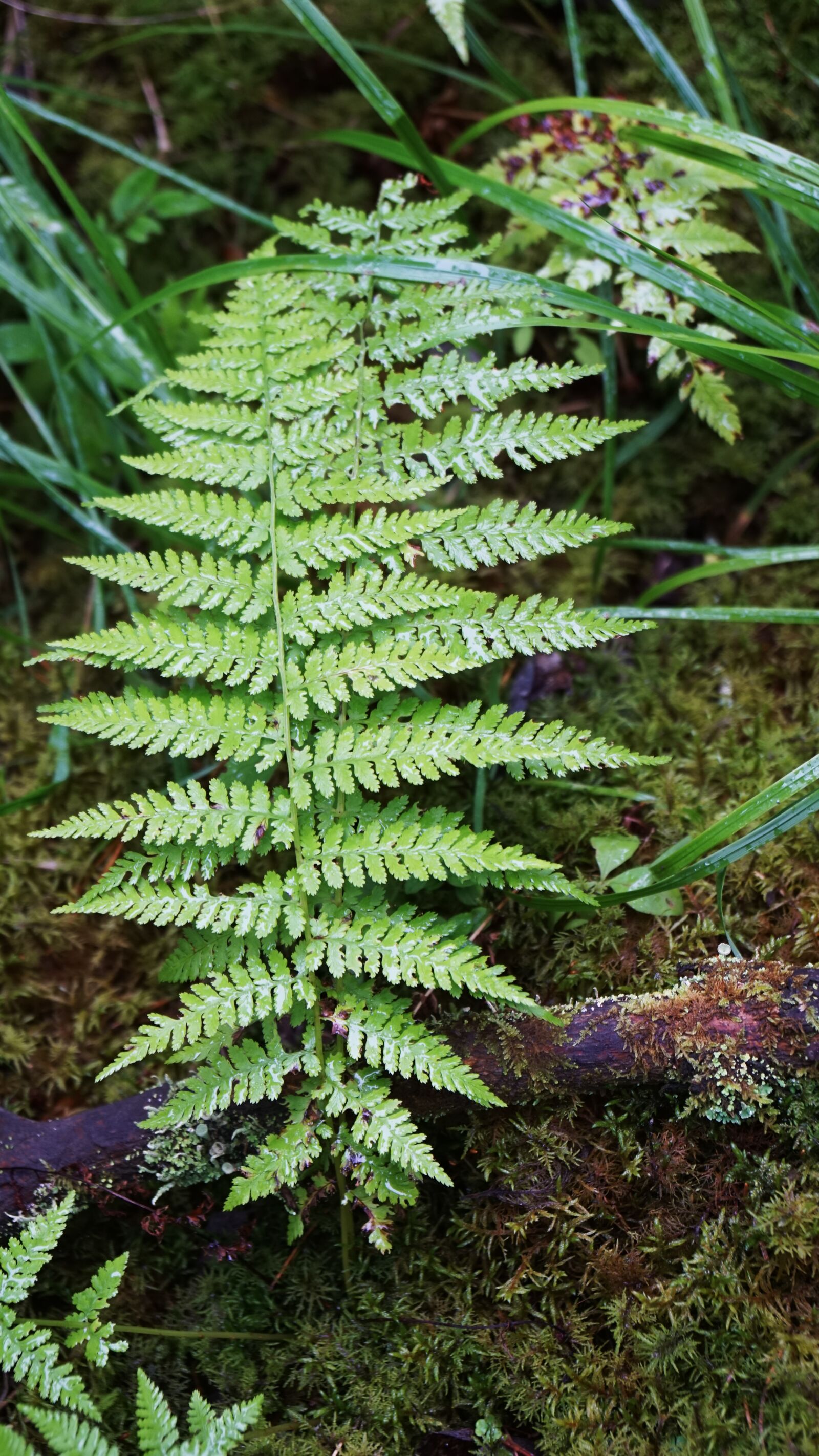 Sony a6000 + Sony Vario-Tessar T* E 16-70mm F4 ZA OSS sample photo. Greens, forest, summer photography