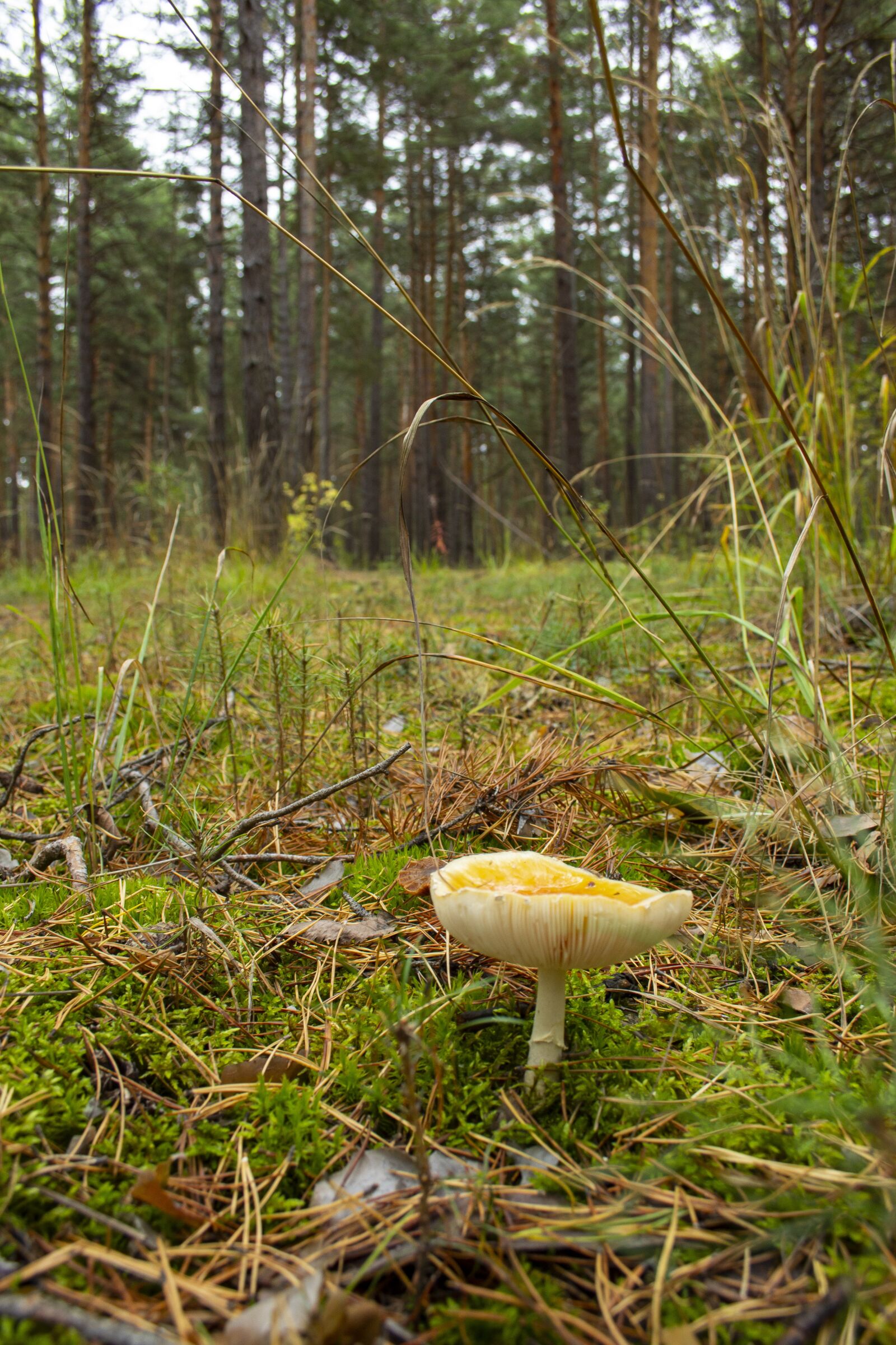 Canon EF-S 18-55mm F3.5-5.6 sample photo. Forest, mushroom, grass photography