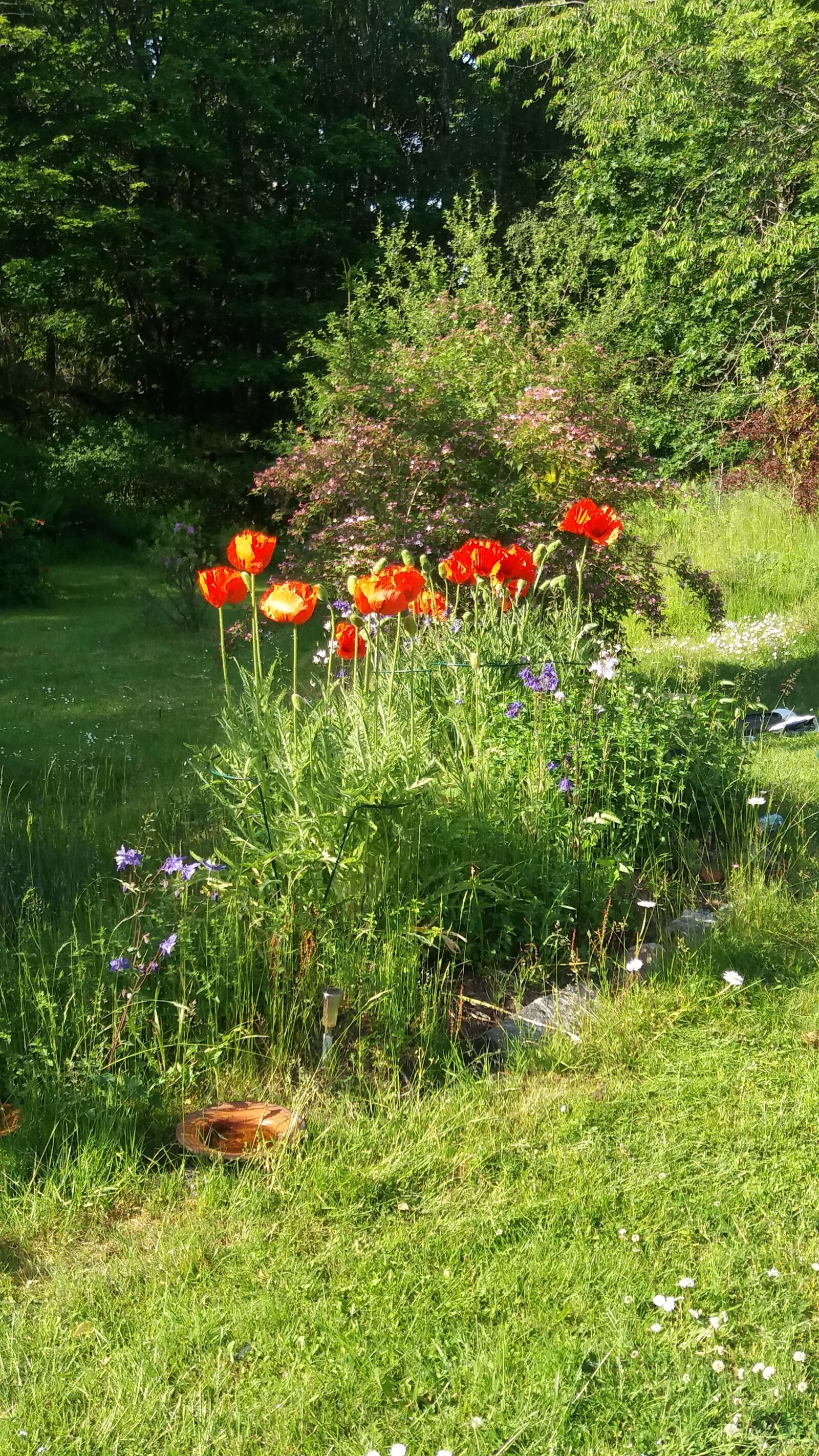 Samsung Galaxy J5 sample photo. Day in june, vallmoblommor photography