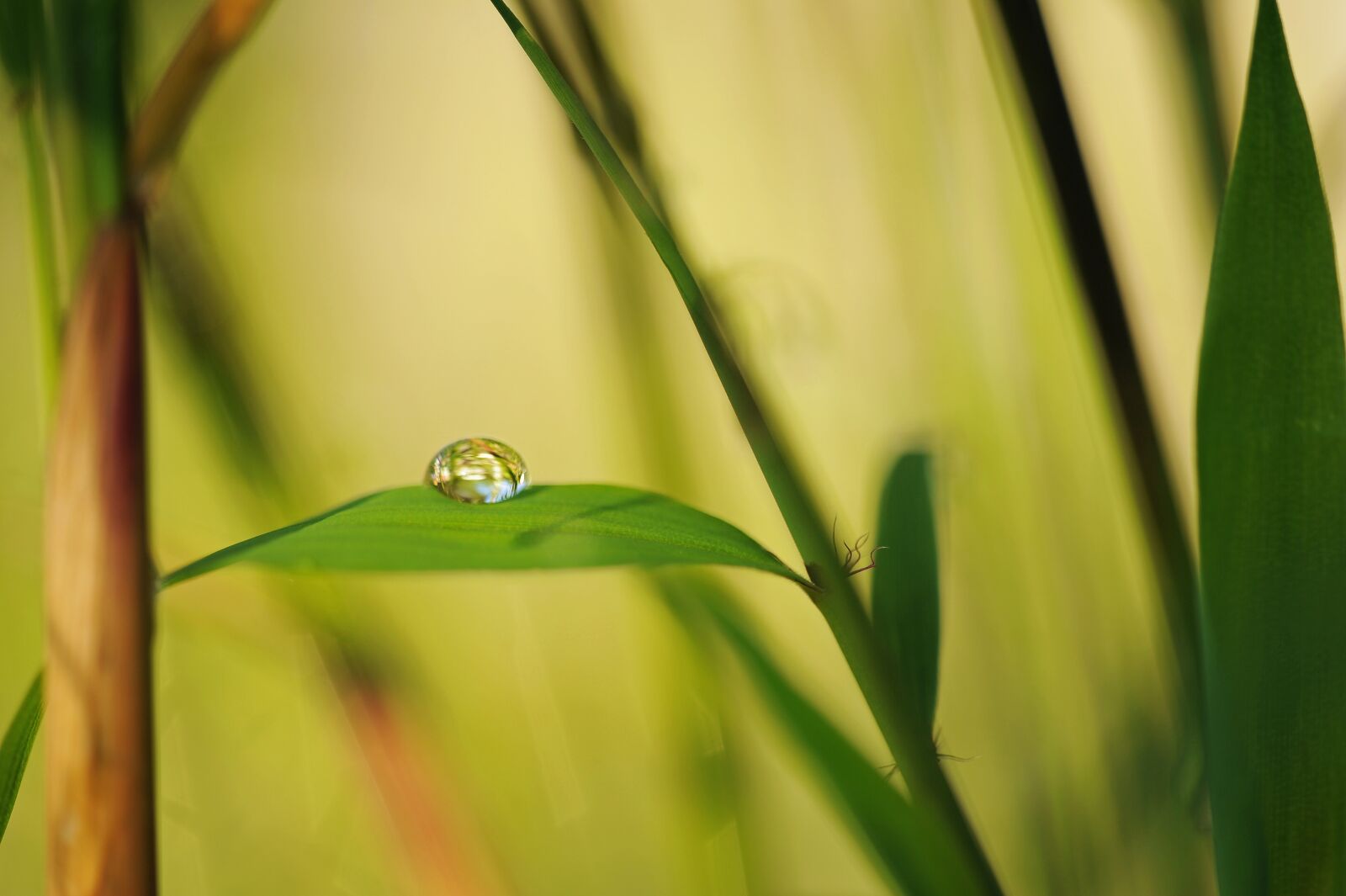 Nikon D3S sample photo. Bamboo, nature, green photography