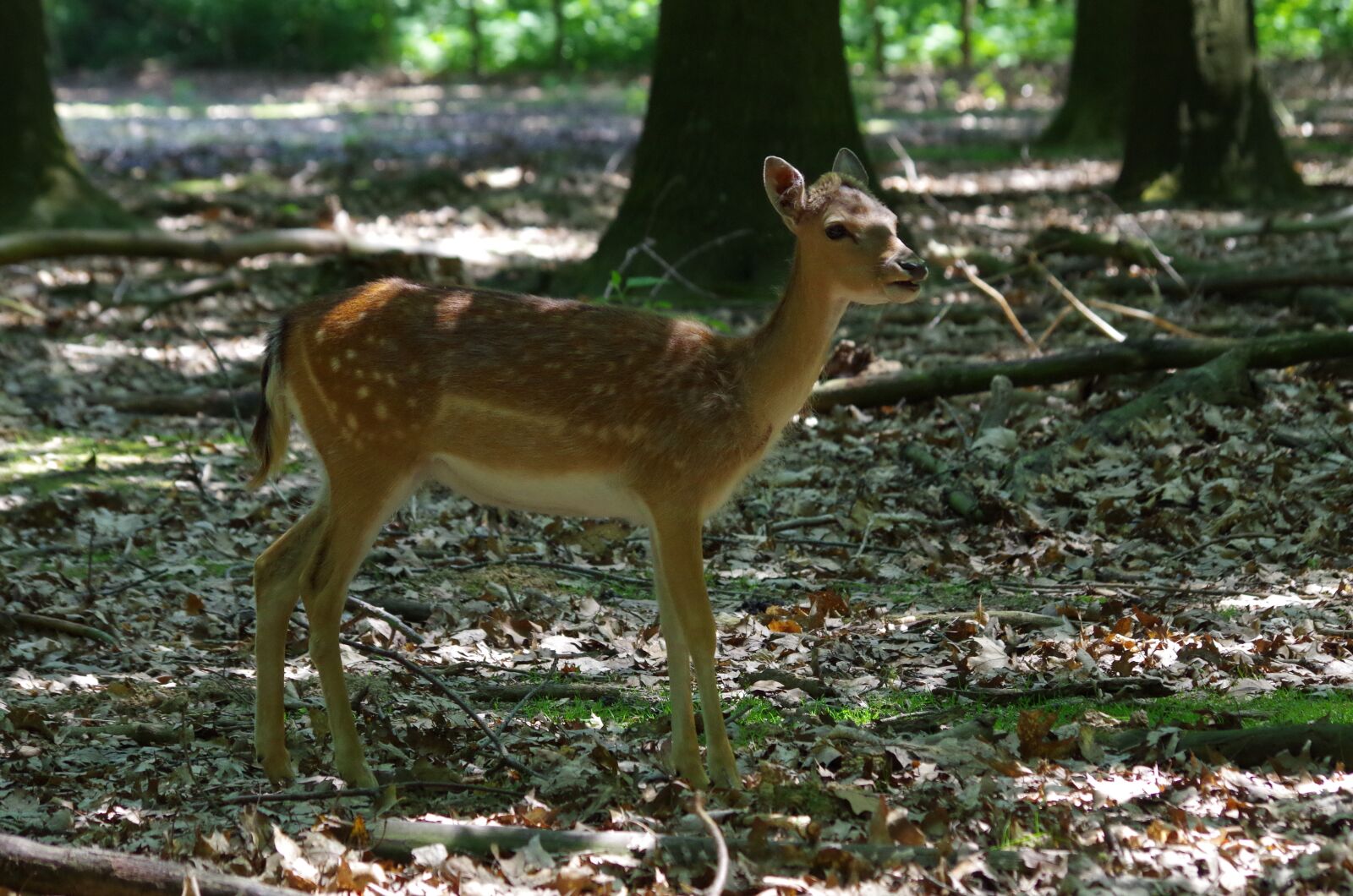 Pentax K-50 sample photo. Hirsch, wood, mammal photography