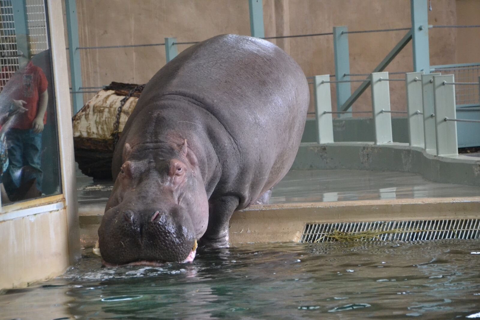 Nikon D3100 sample photo. Hippopotamus, zoo, hippo photography