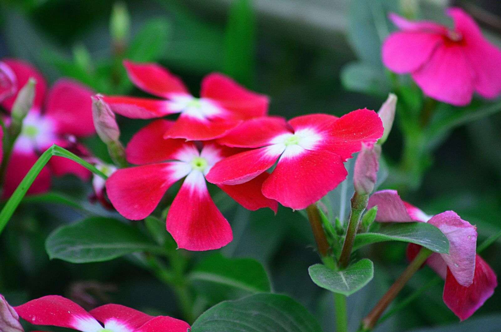 Nikon D5100 sample photo. Periwinkle, flowers, red photography