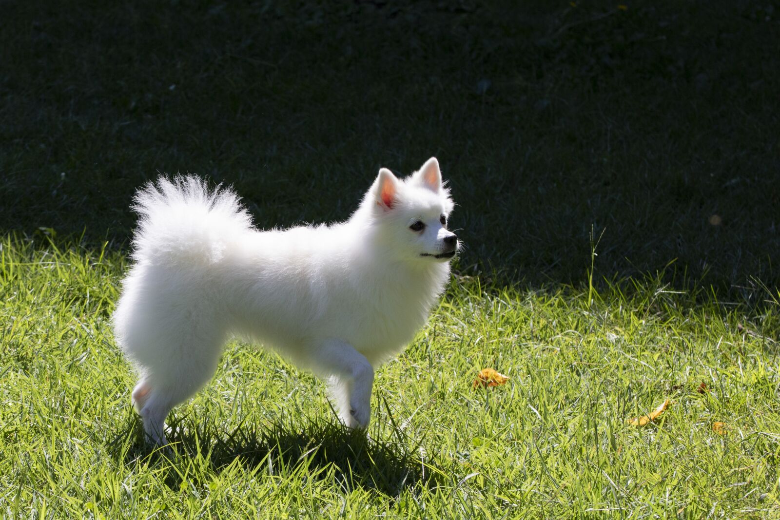 Canon EOS 750D (EOS Rebel T6i / EOS Kiss X8i) sample photo. Spitz, pets, dog photography