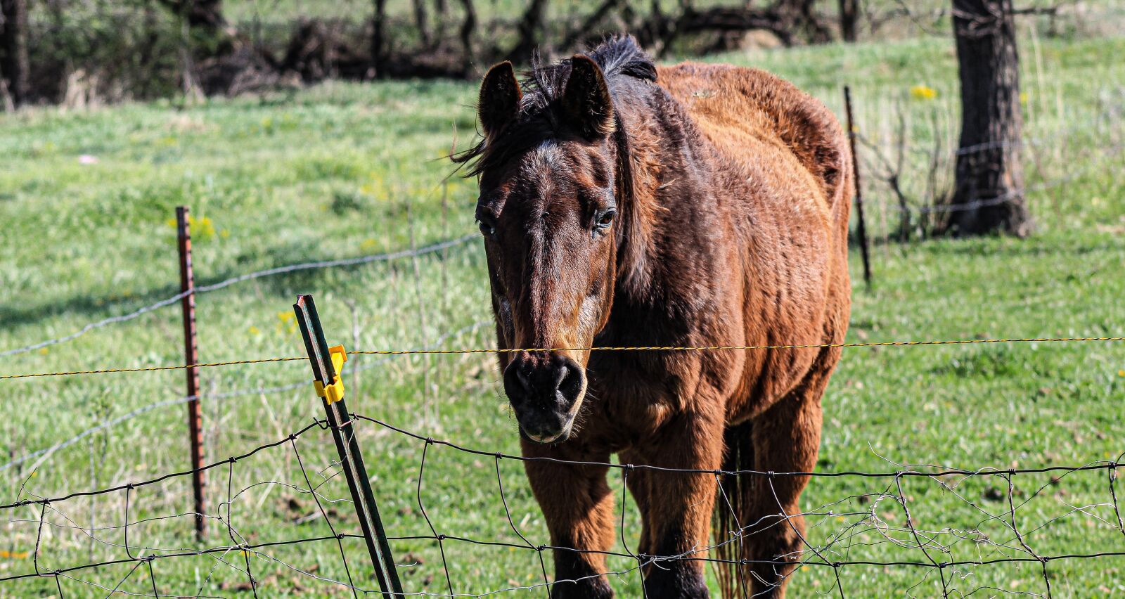 Canon EOS 4000D (EOS Rebel T100 / EOS 3000D) sample photo. Horse, animal, nature photography
