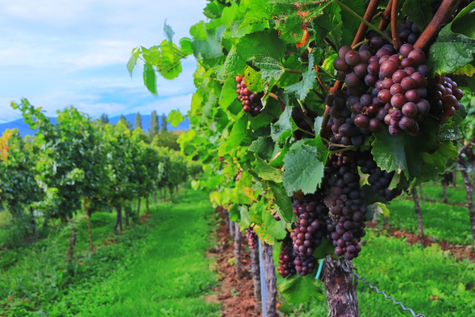 Canon EOS 80D sample photo. Wine, wine harvest, grapes photography