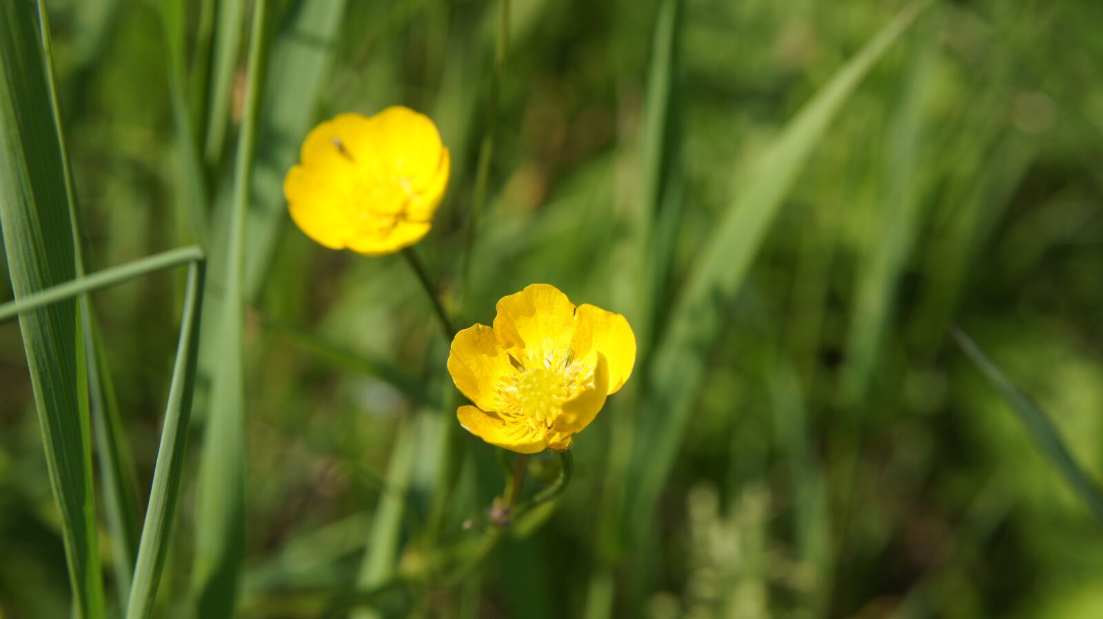 Sony SLT-A55 (SLT-A55V) sample photo. Ranunculus, wildflowers, flower photography