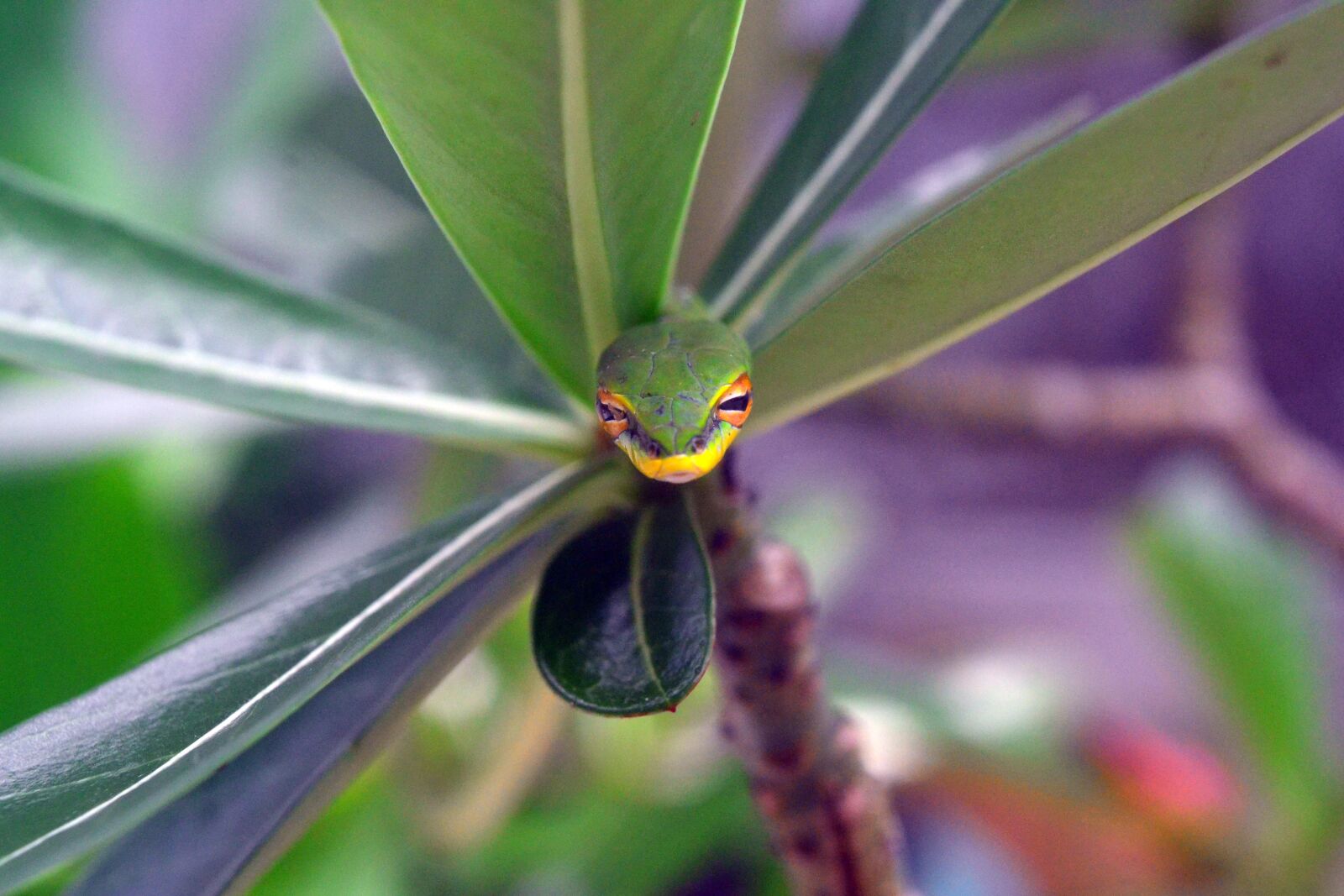 Nikon D3100 sample photo. Green, threat, snake photography